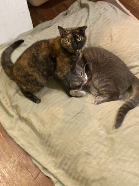 Enlarge Hannah Grace, a Adopted Domestic Short Hair in Greenville, SC image 5/11