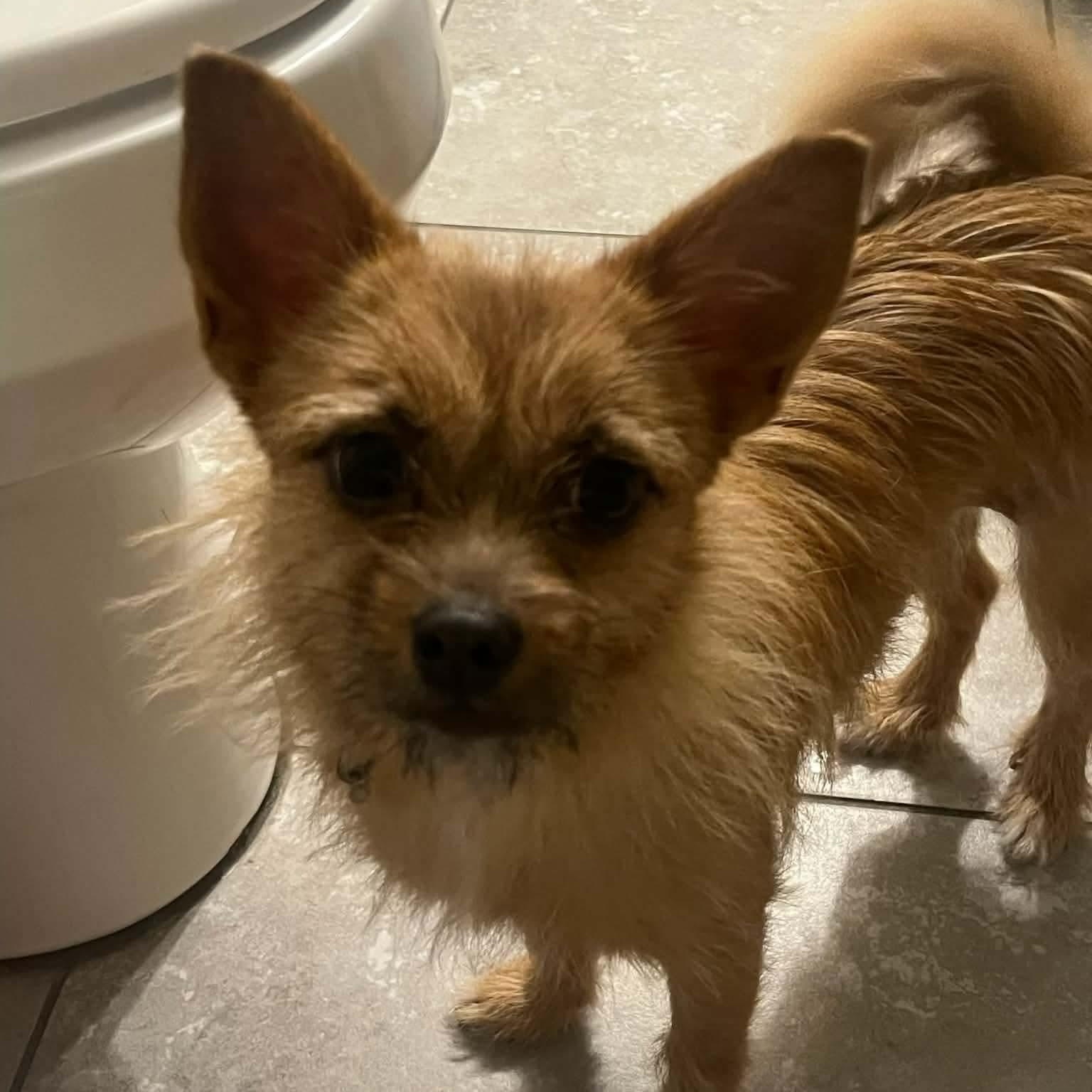 Missy, ADOPTABLE, Adult Female Chihuahua & Yorkshire Terrier.