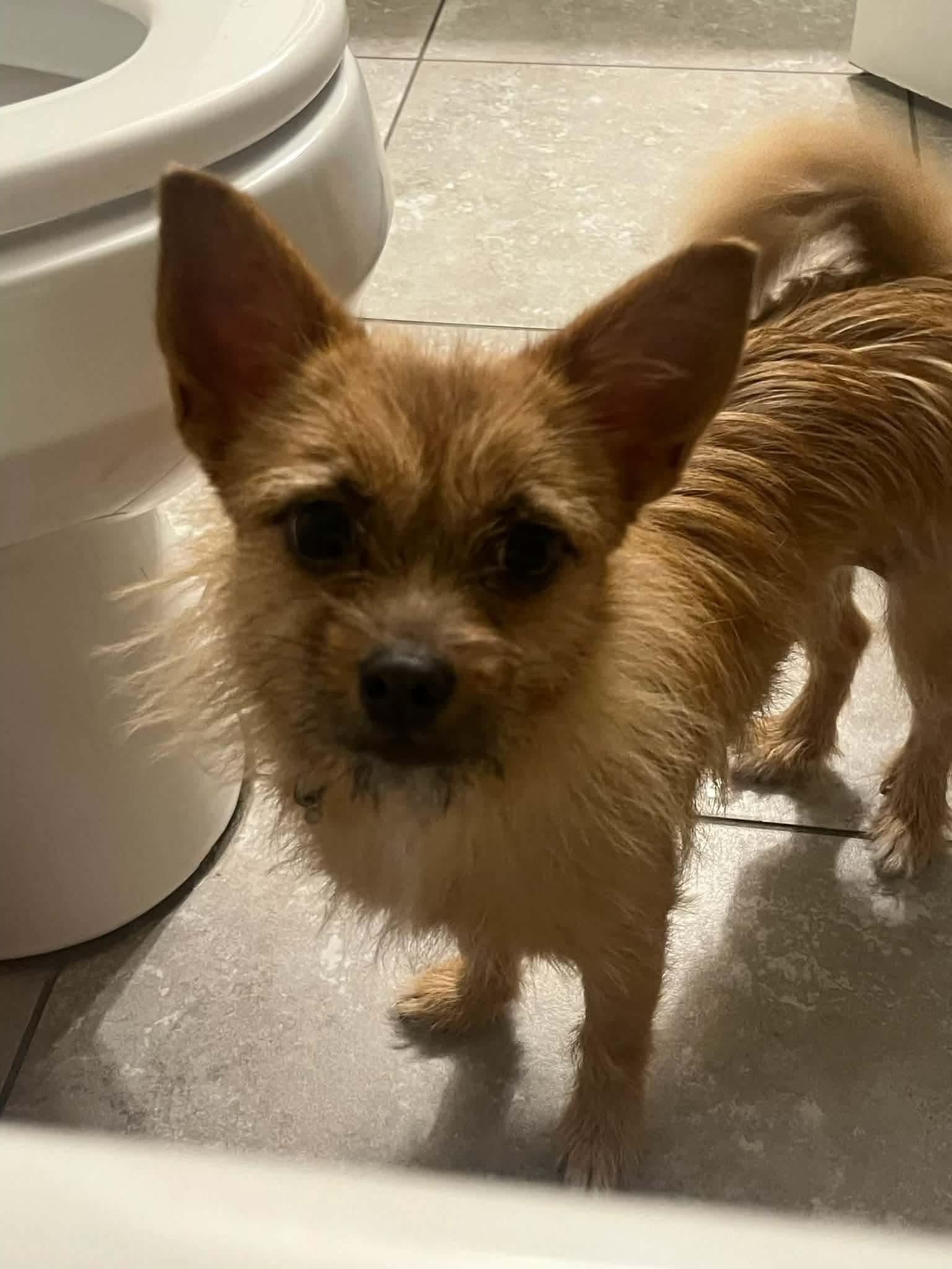 Enlarge Missy, a ADOPTABLE mixed breed in Tylertown, MS image 2/2