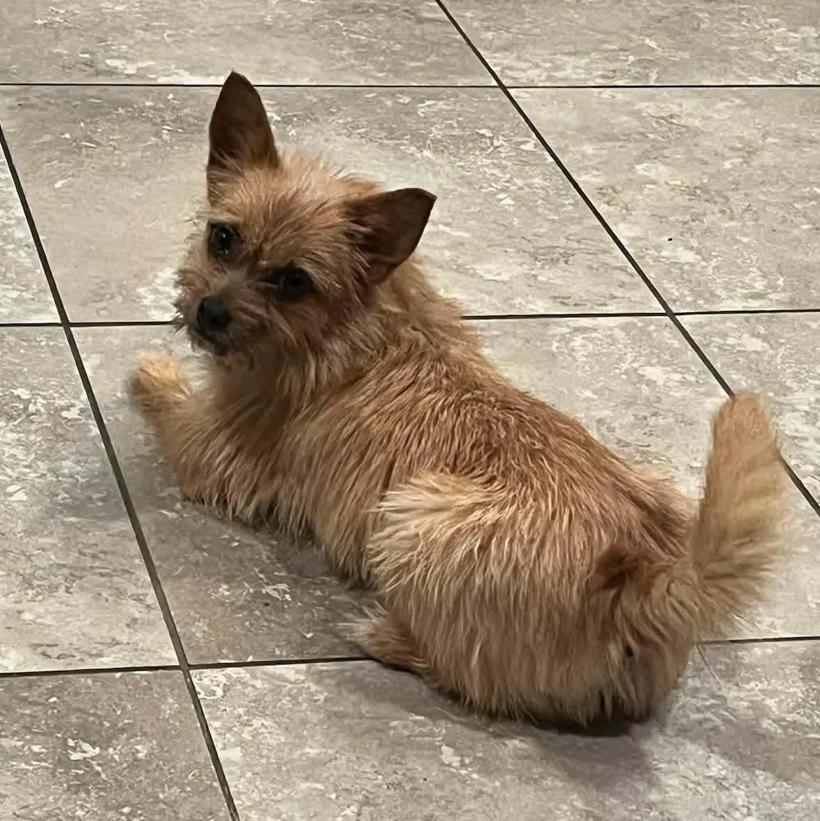 Missy, ADOPTABLE, Adult Female Chihuahua & Yorkshire Terrier.