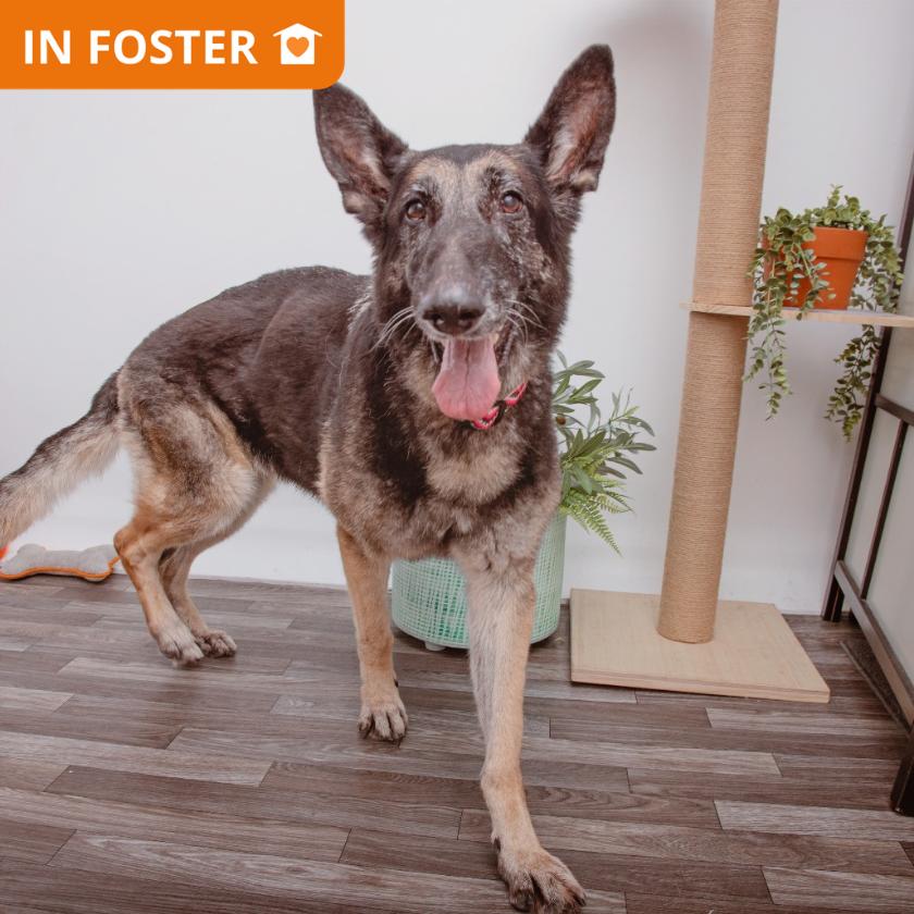 Ashley, Adoptable, Senior Female German Shepherd Dog & Mixed Breed.