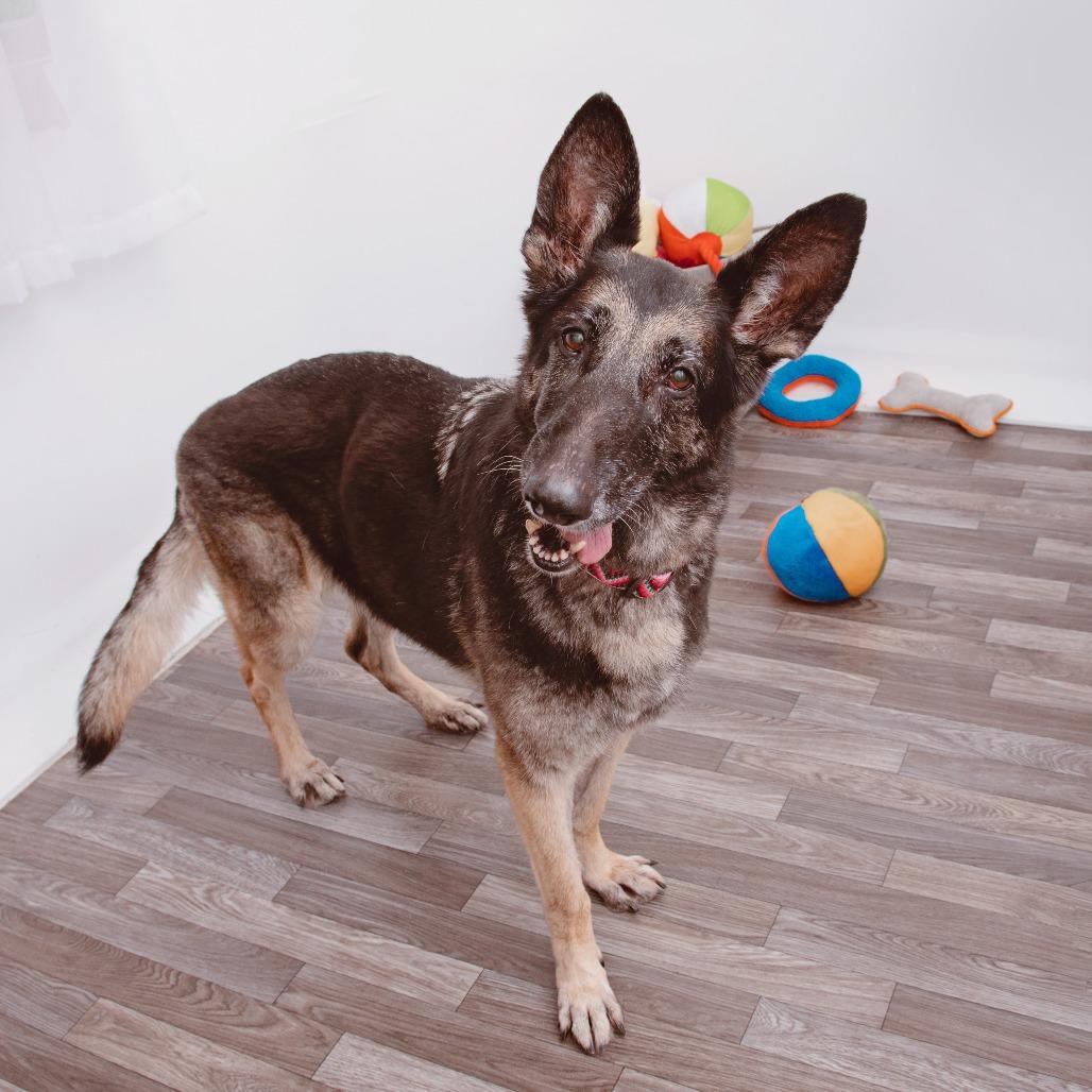 Enlarge Ashley, a Adoptable mixed breed in Los Angeles, CA image 2/3