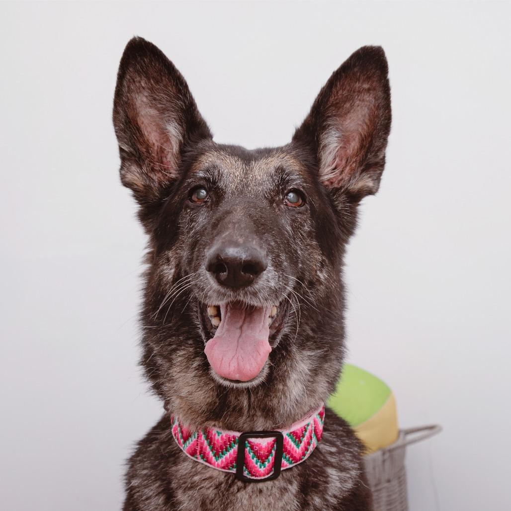 Enlarge Ashley, a Adoptable mixed breed in Los Angeles, CA image 3/3
