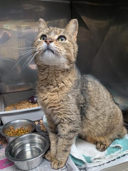 Scout, Adoptable, Senior Male Domestic Short Hair & Domestic Short Hair.