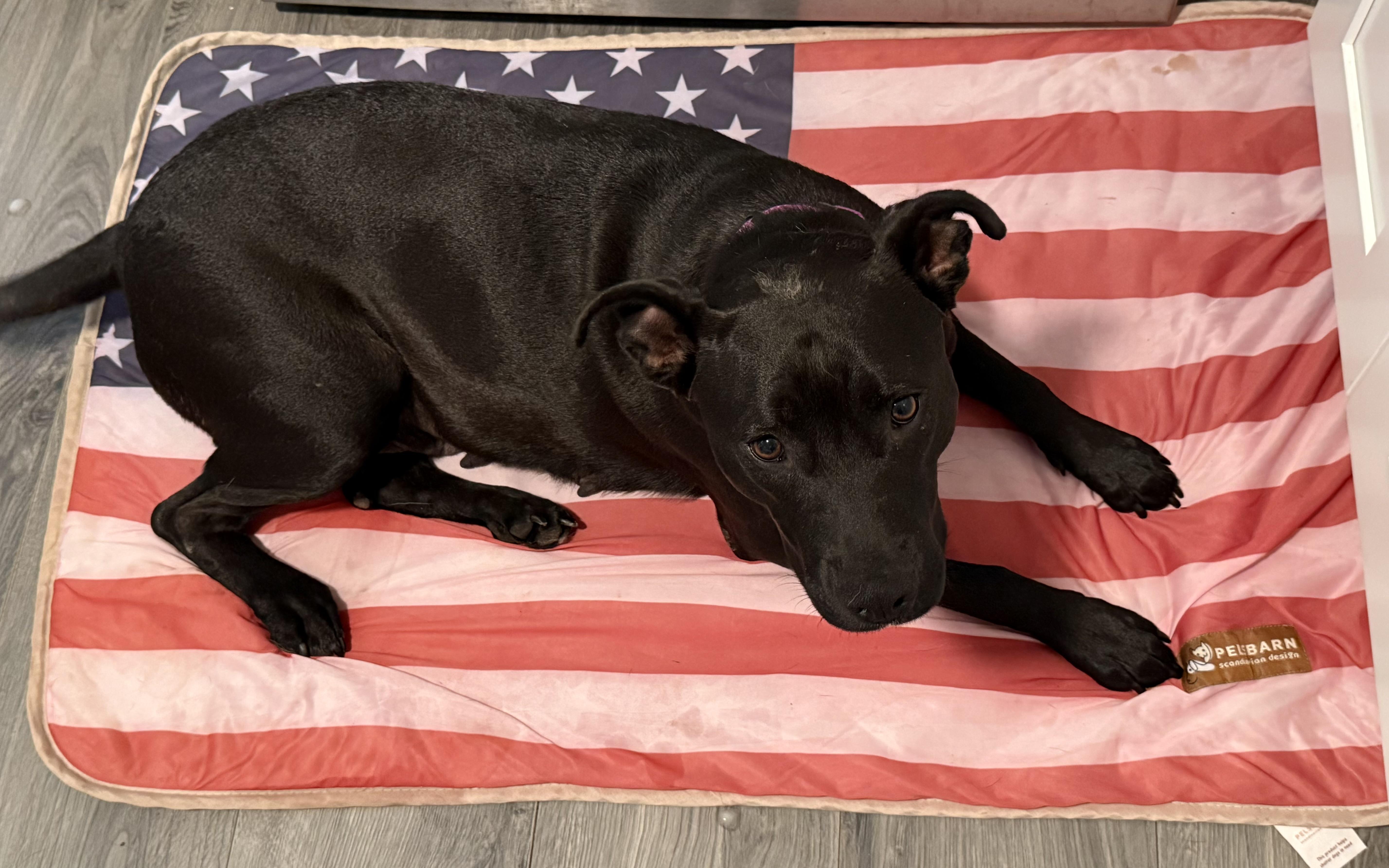 Enlarge Mama Jean, a Adoptable mixed breed in Folkston, GA image 1/5
