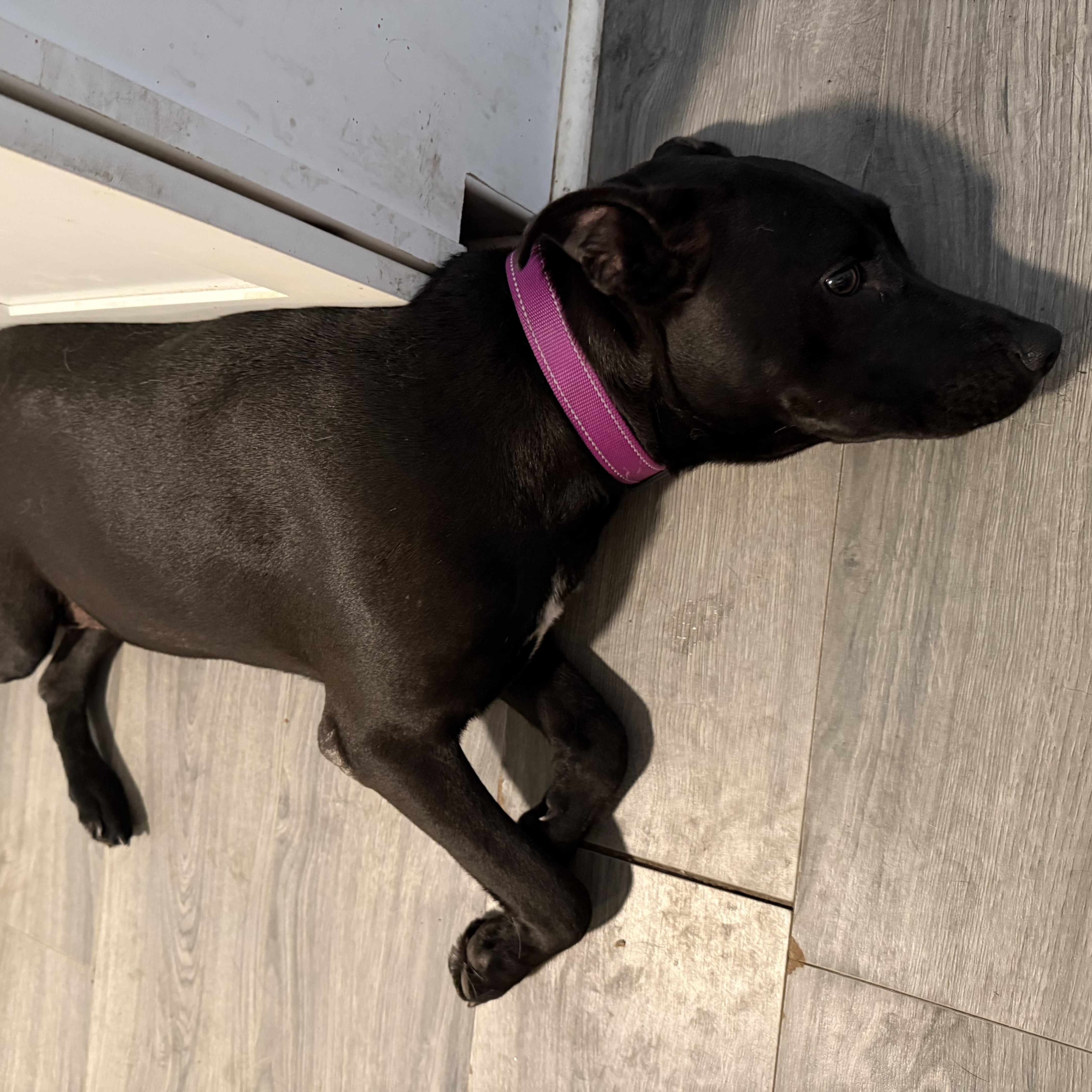 Enlarge Mama Jean, a Adoptable mixed breed in Folkston, GA image 4/5