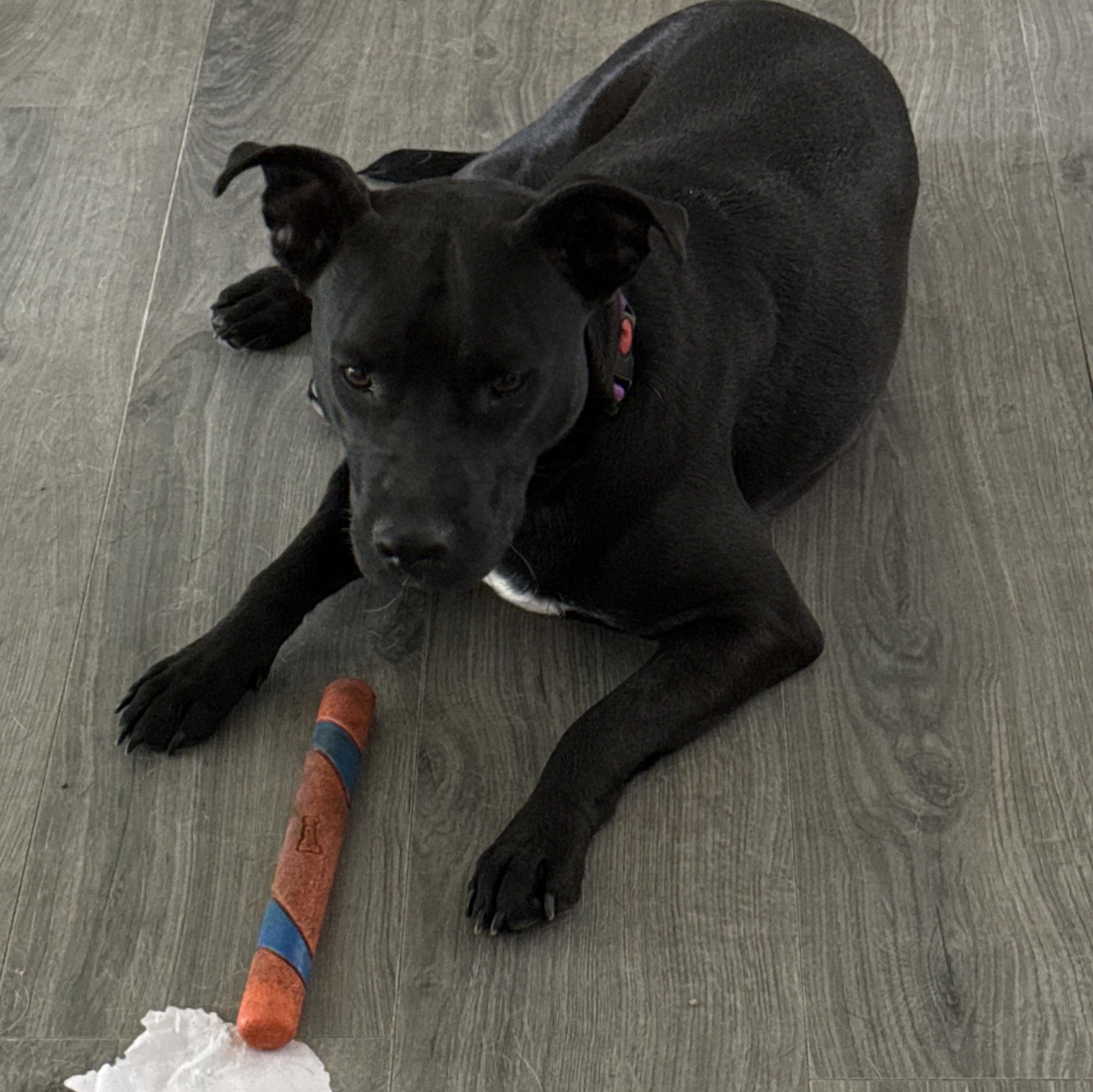 Enlarge Mama Jean, a Adoptable mixed breed in Folkston, GA image 2/5