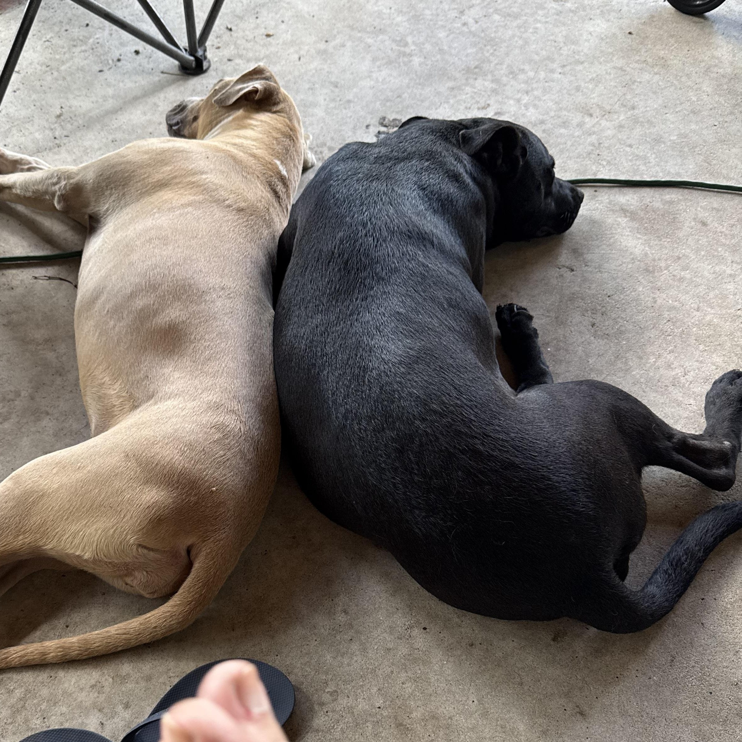 Enlarge Mama Jean, a Adoptable mixed breed in Folkston, GA image 5/5