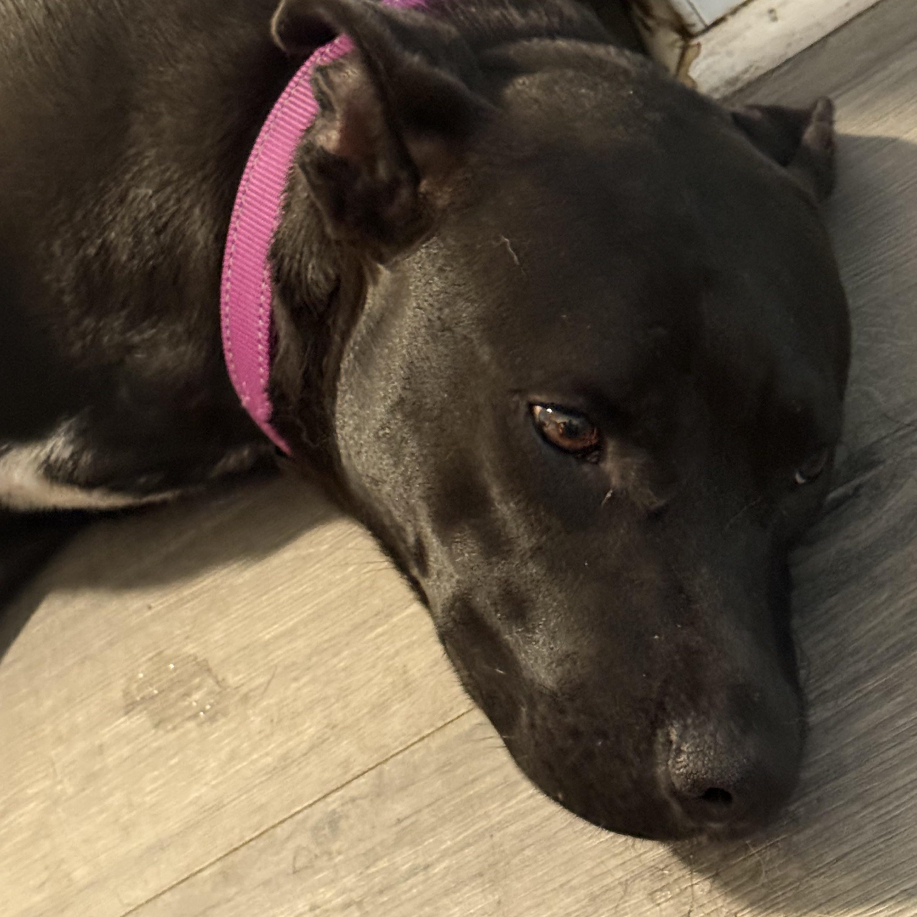 Enlarge Mama Jean, a Adoptable mixed breed in Folkston, GA image 3/5