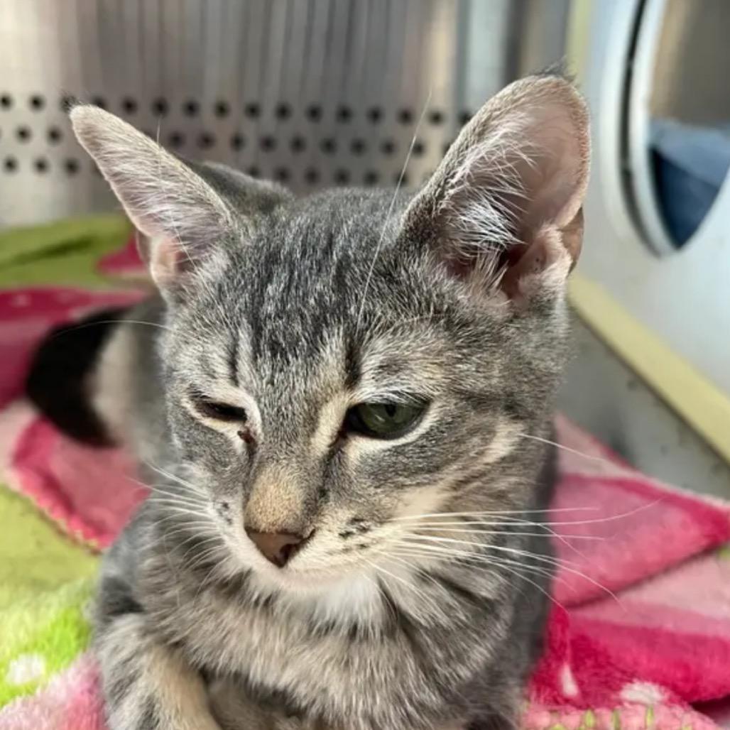 Enlarge Typhoon, a Adoptable Domestic Short Hair in Pittsburg, KS image 1/1