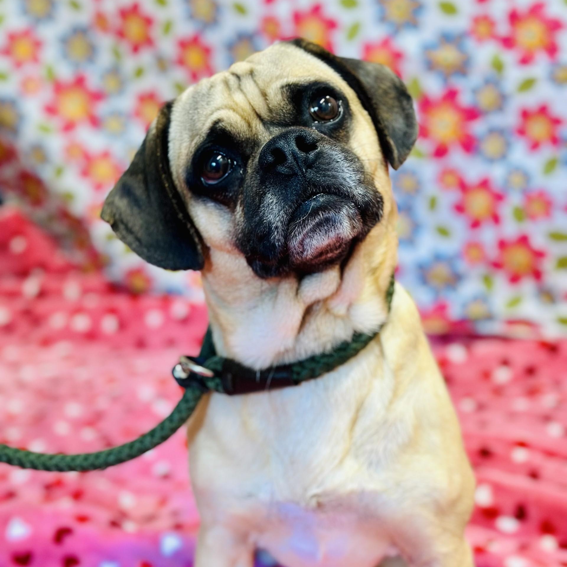 Pugsley, an adopted Puggle in Jackson, NJ image 2/3