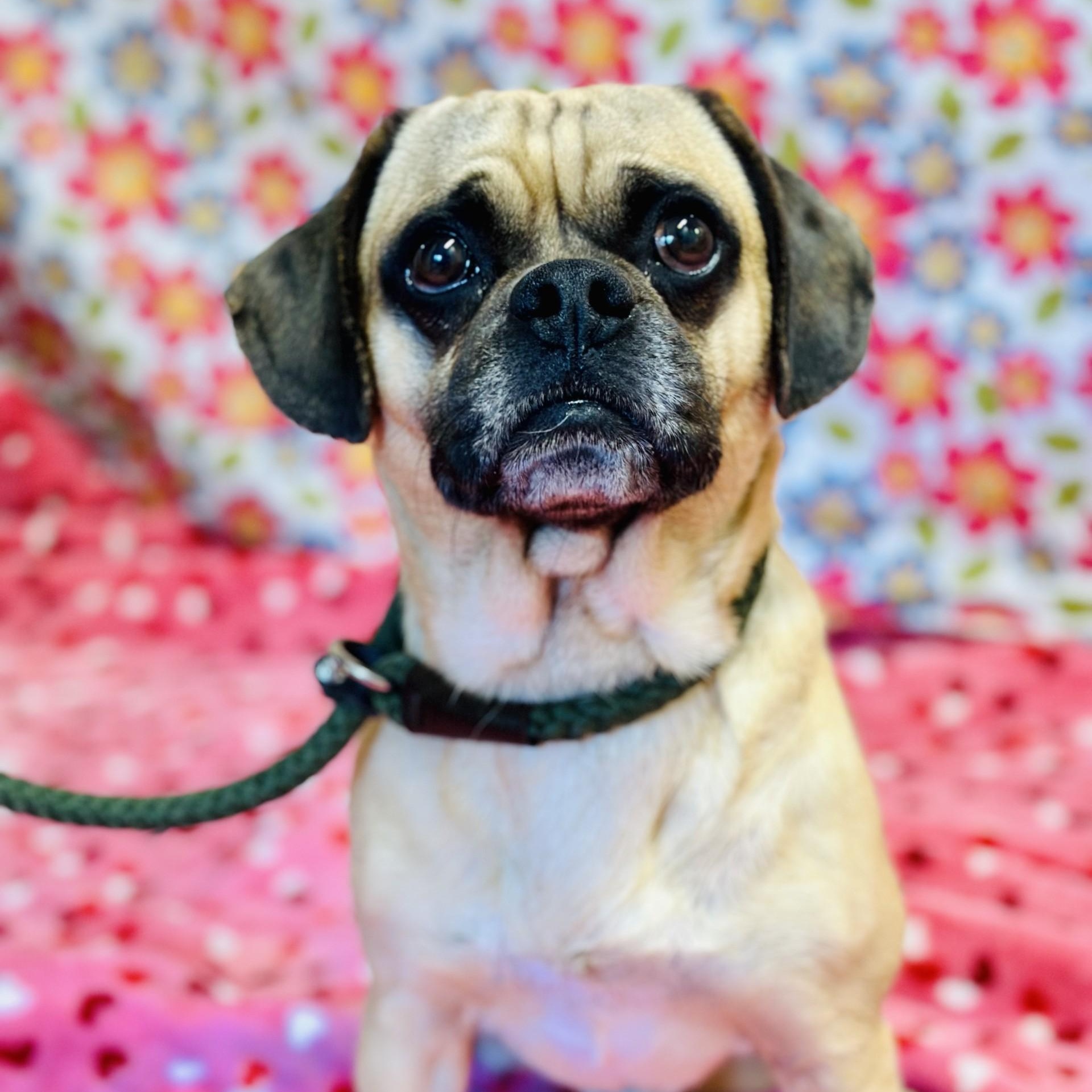 Pugsley, an adopted Puggle in Jackson, NJ image 3/3