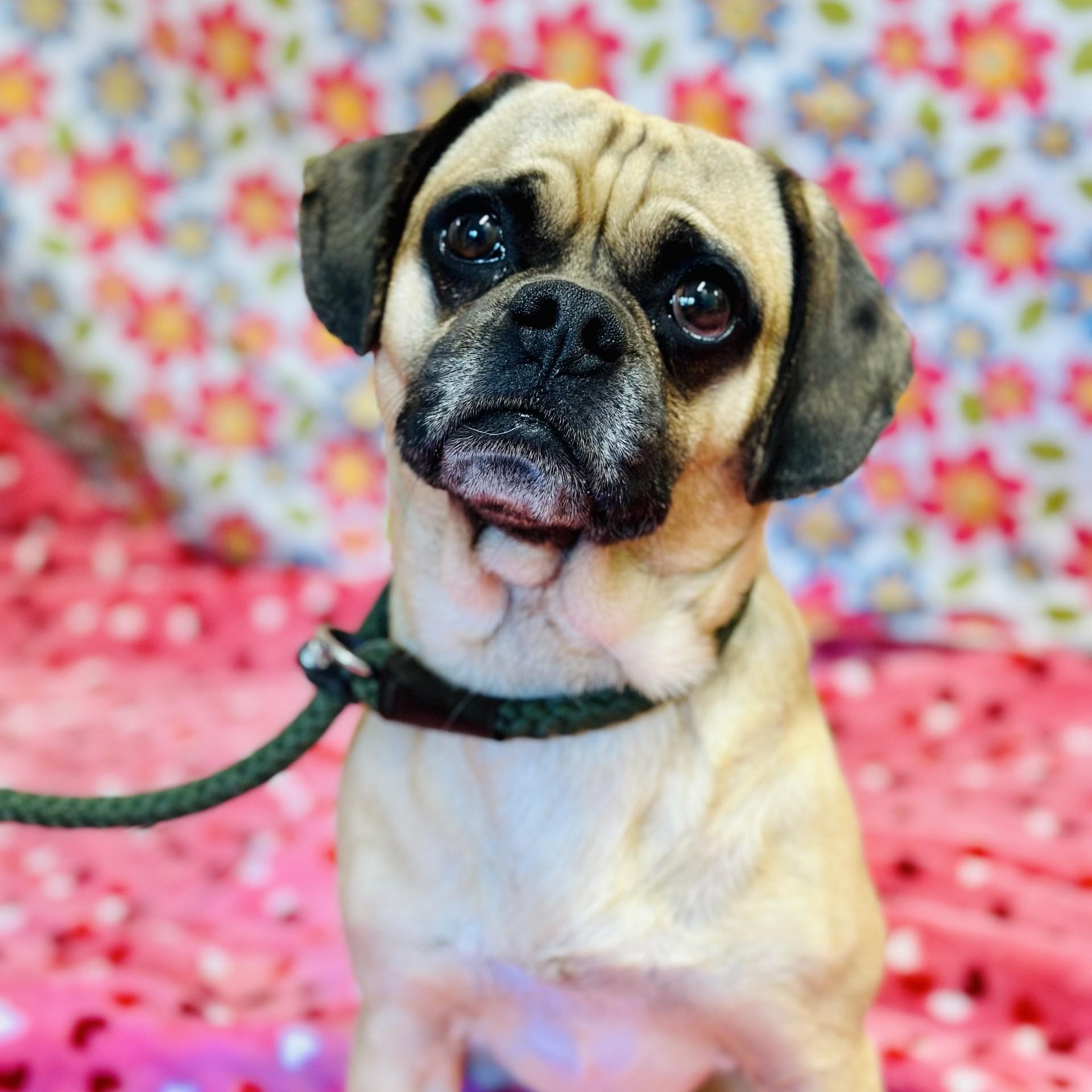 Pugsley, an adopted Puggle in Jackson, NJ image 1/3