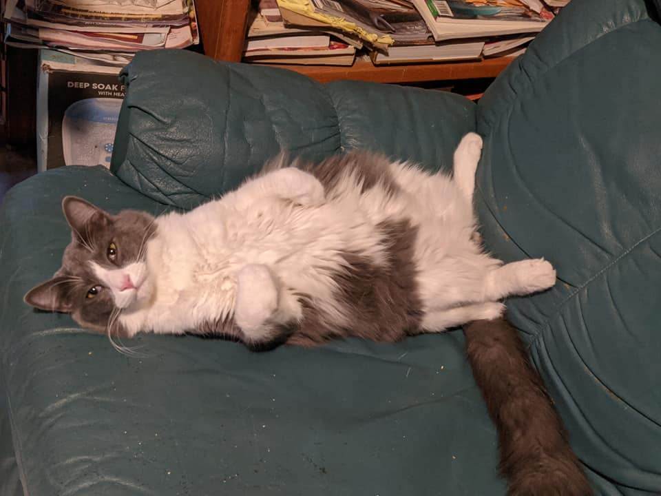 Enlarge Cash, a Adoptable mixed breed in Cottonwood, CA image 9/12