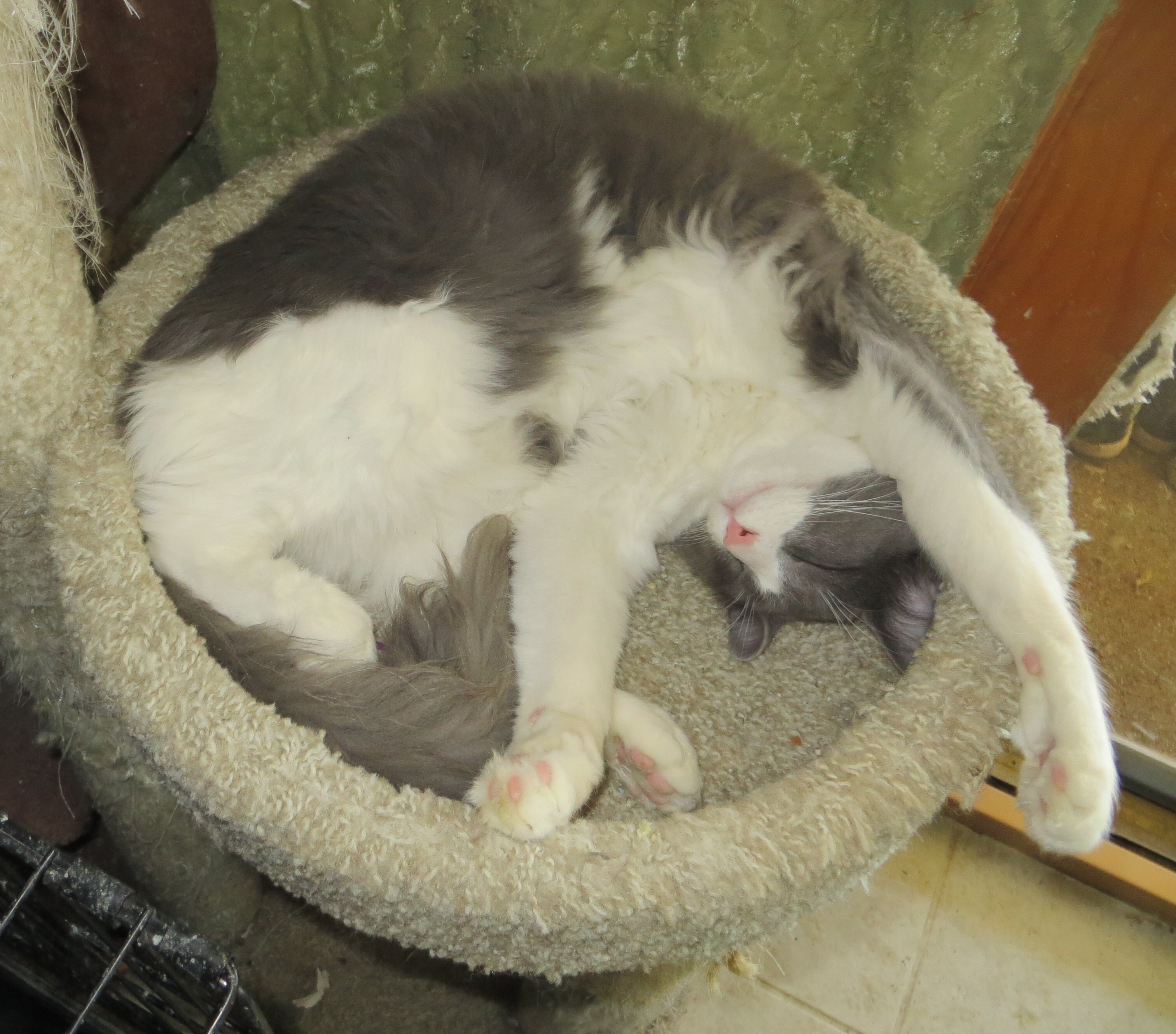 Enlarge Cash, a Adoptable mixed breed in Cottonwood, CA image 10/12