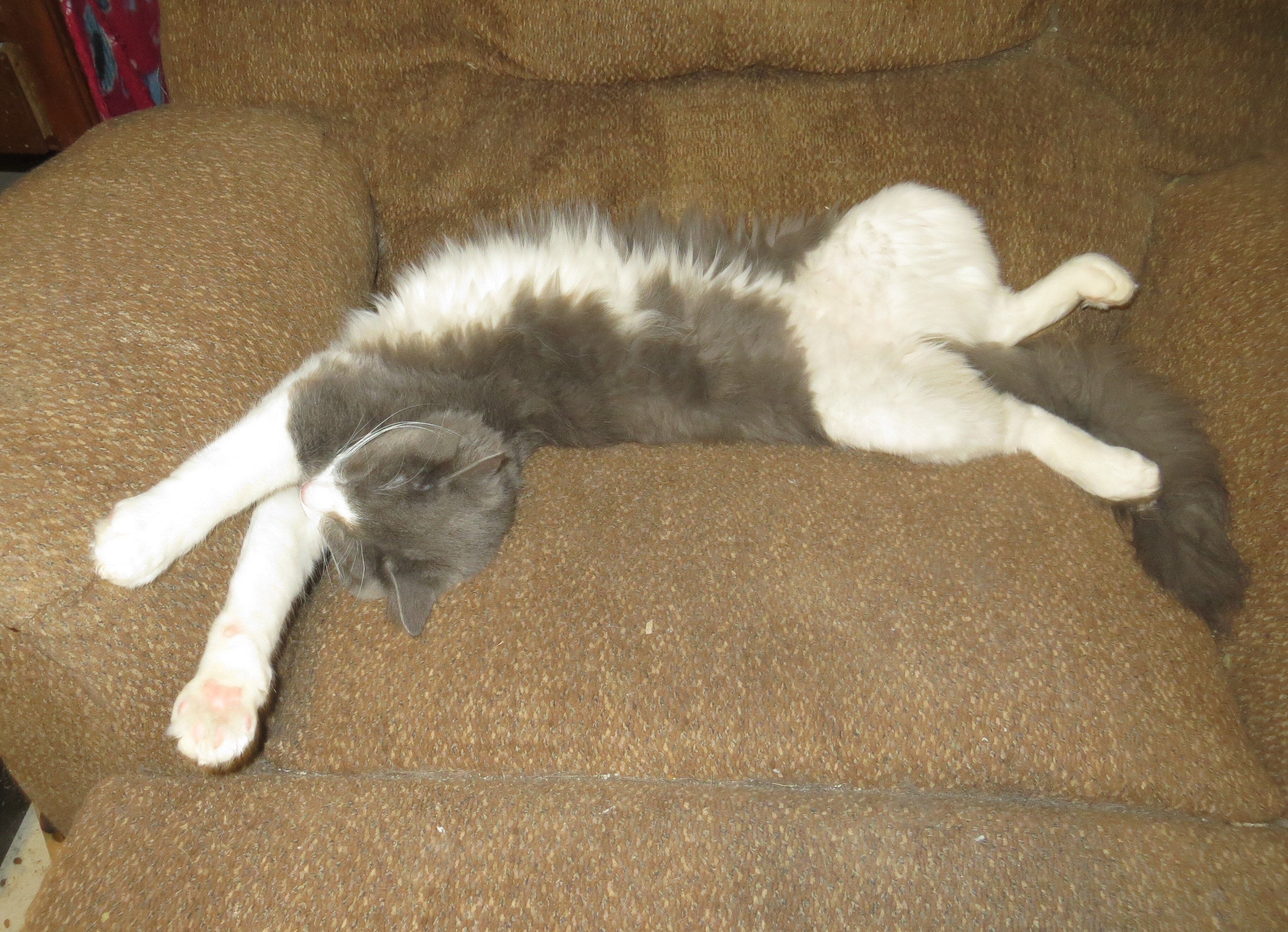 Enlarge Cash, a Adoptable mixed breed in Cottonwood, CA image 11/12