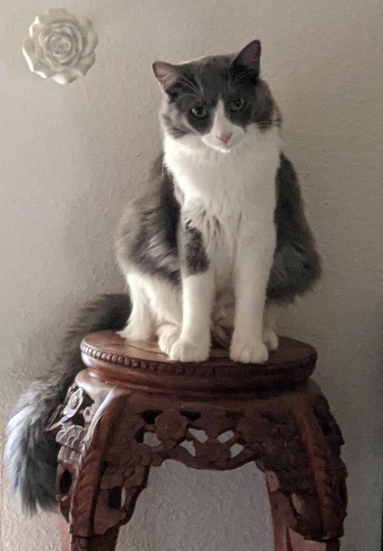 Enlarge Cash, a Adoptable mixed breed in Cottonwood, CA image 1/12