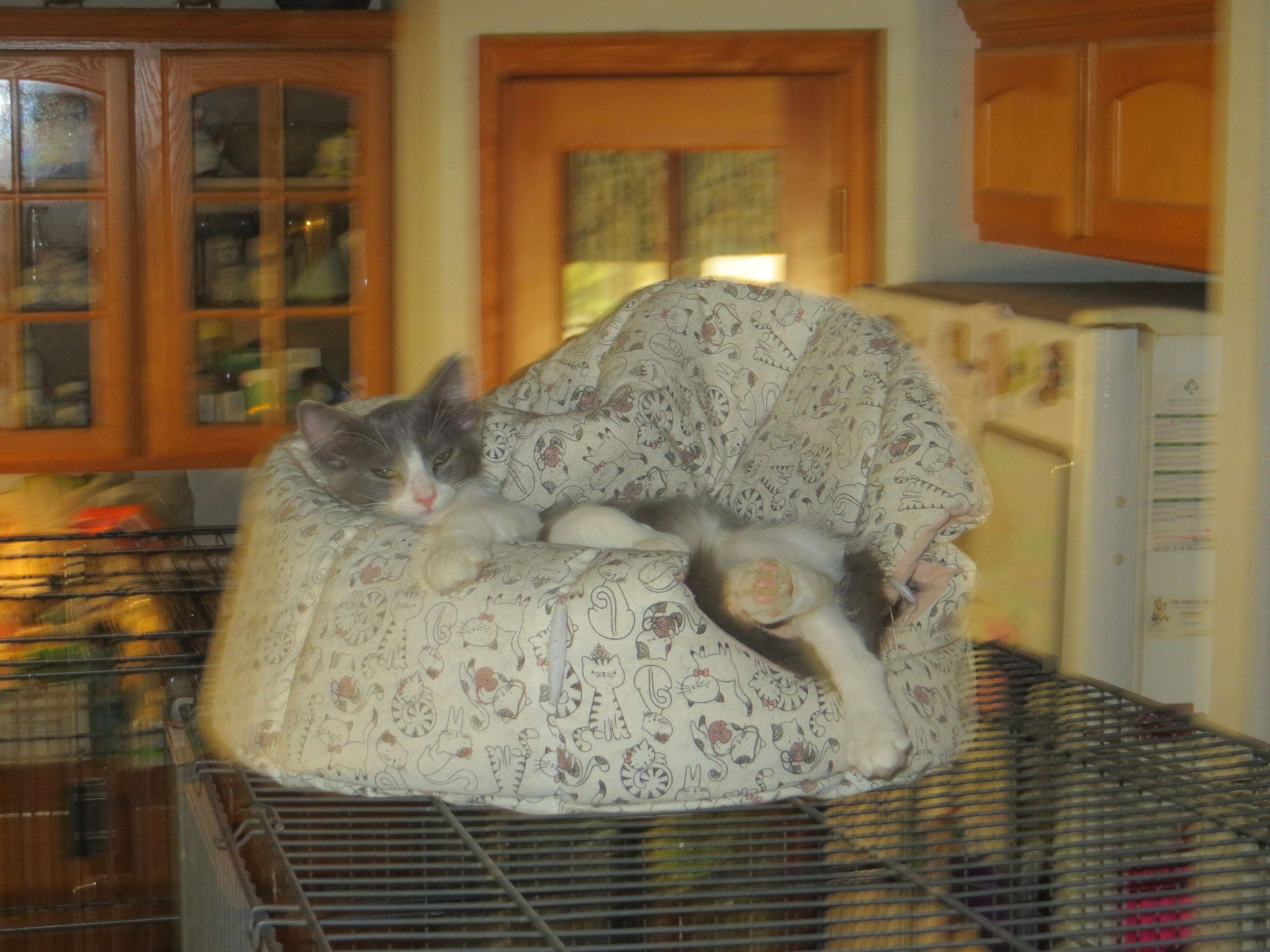 Enlarge Cash, a Adoptable mixed breed in Cottonwood, CA image 12/12