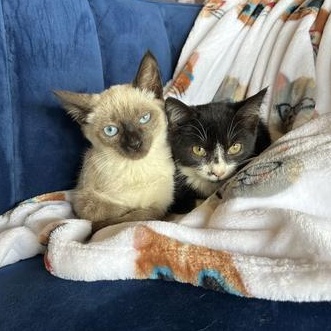 Fruity Pebbles & Reese's Puffs