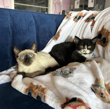 Fruity Pebbles & Reese's Puffs