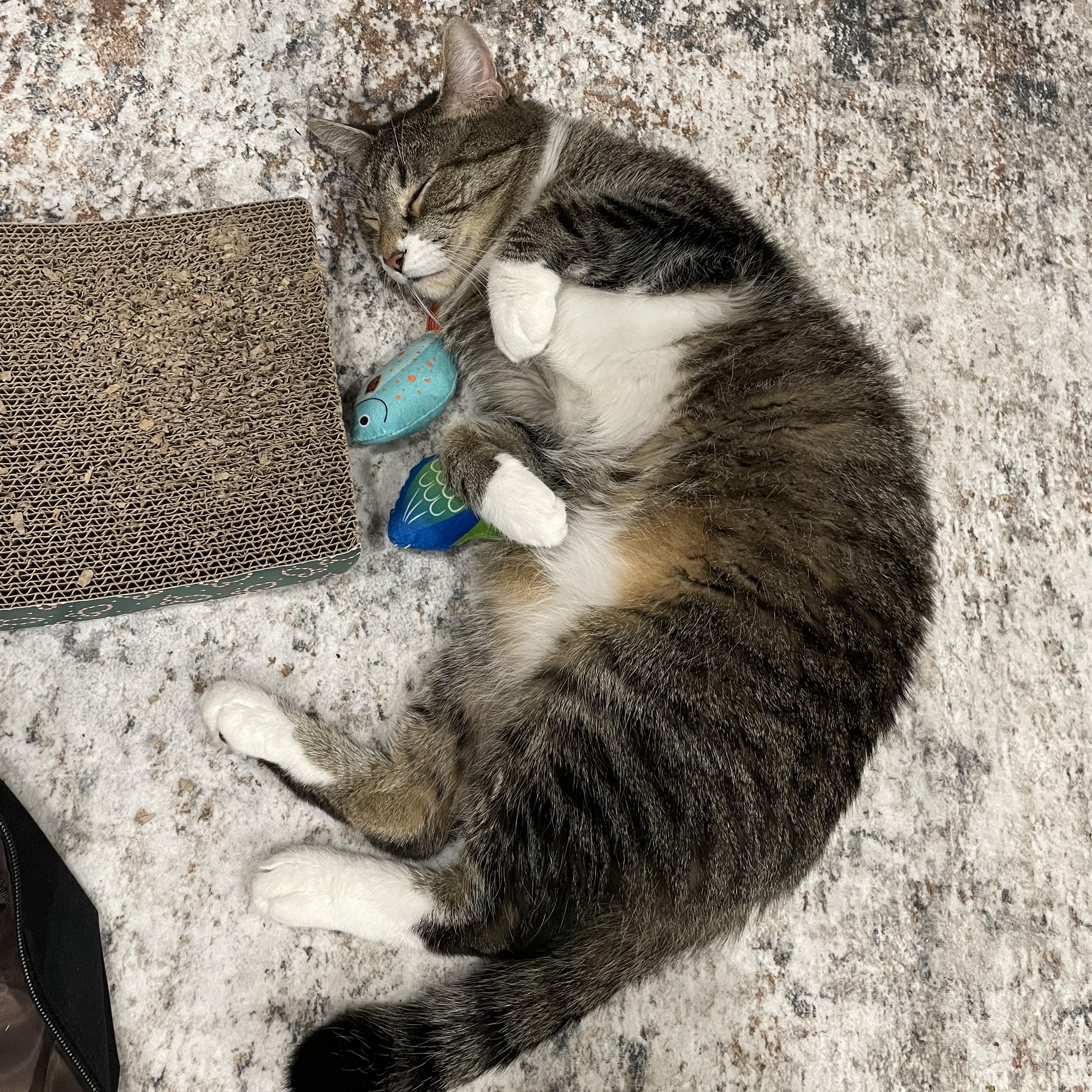 Enlarge Jafar, a Adoptable Domestic Short Hair in Philadelphia, PA image 2/4