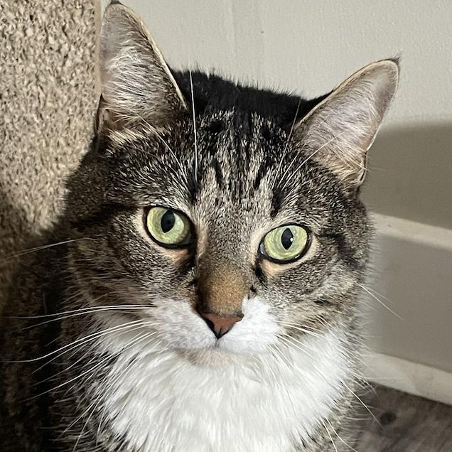 Jafar, Adoptable, Adult Male Domestic Short Hair.