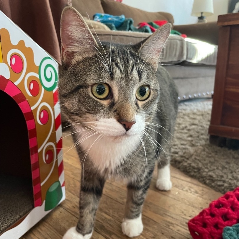 Jafar, Adult Male Domestic Short Hair