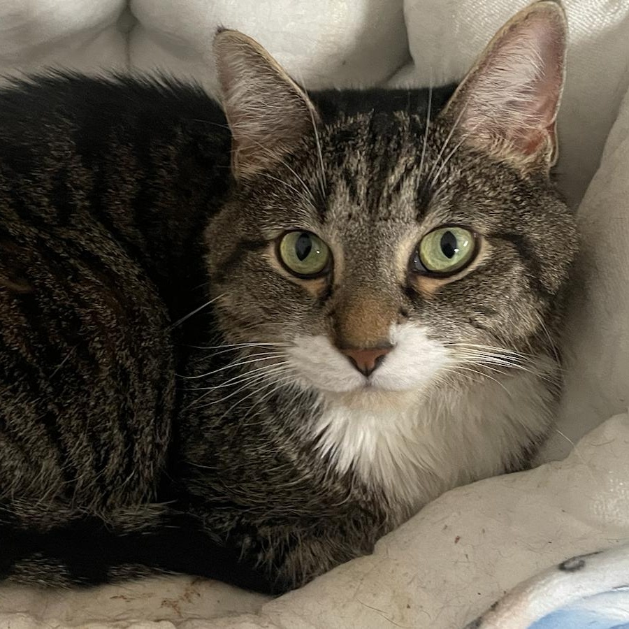 Enlarge Jafar, a Adoptable Domestic Short Hair in Philadelphia, PA image 3/3