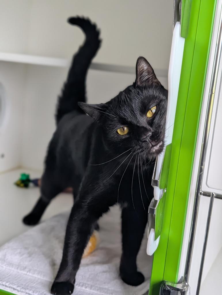 Joe, a Adoptable American Shorthair in Greenfield, IN image 1/5