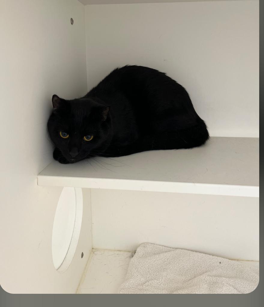 Joe, Adoptable, Kitten Male American Shorthair.