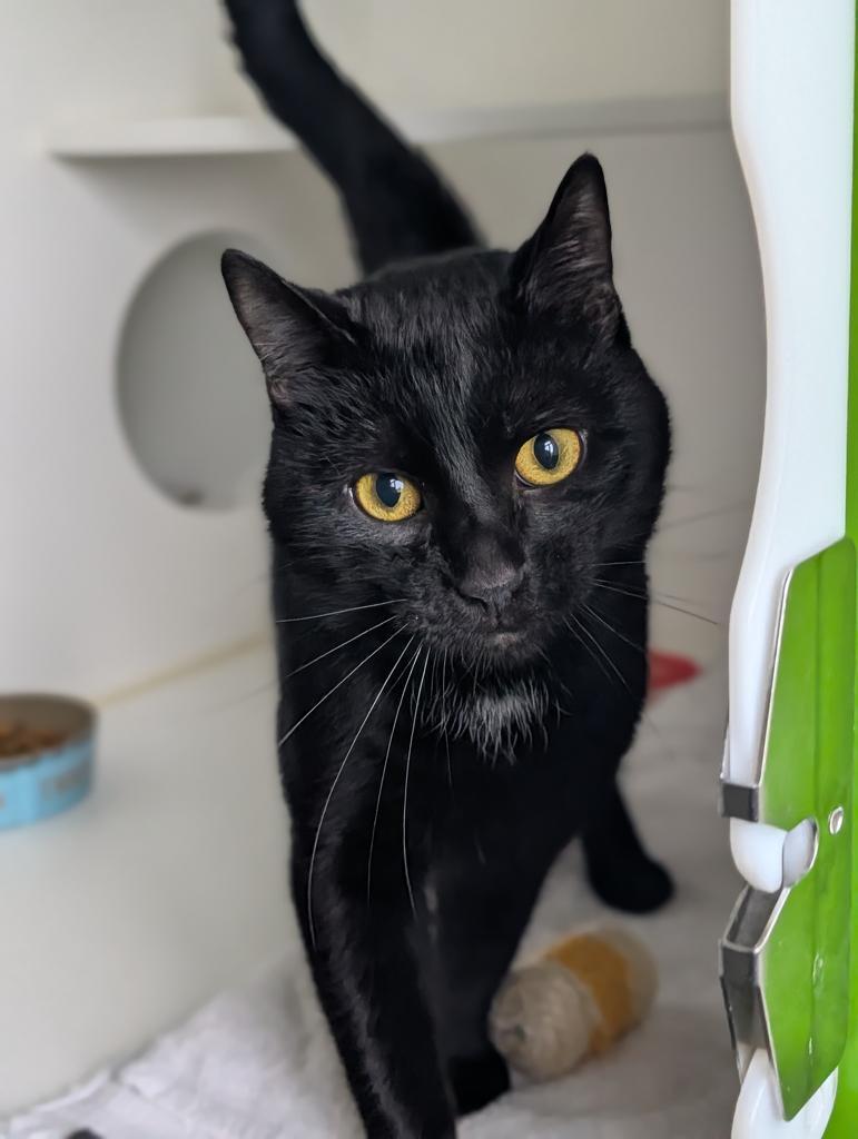 Joe, a Adoptable American Shorthair in Greenfield, IN image 3/5