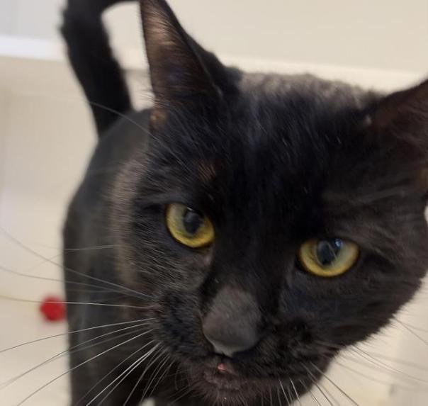 Enlarge Joe, a Adoptable American Shorthair in Greenfield, IN image 2/3