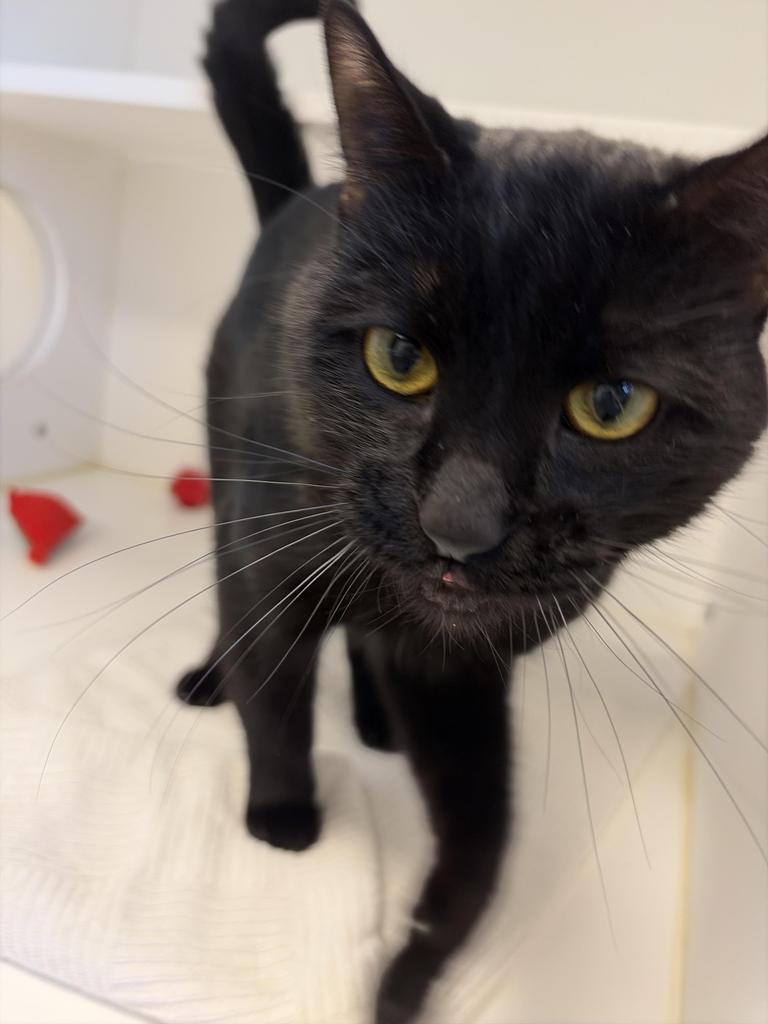 Enlarge Joe, a Adoptable American Shorthair in Greenfield, IN image 3/3