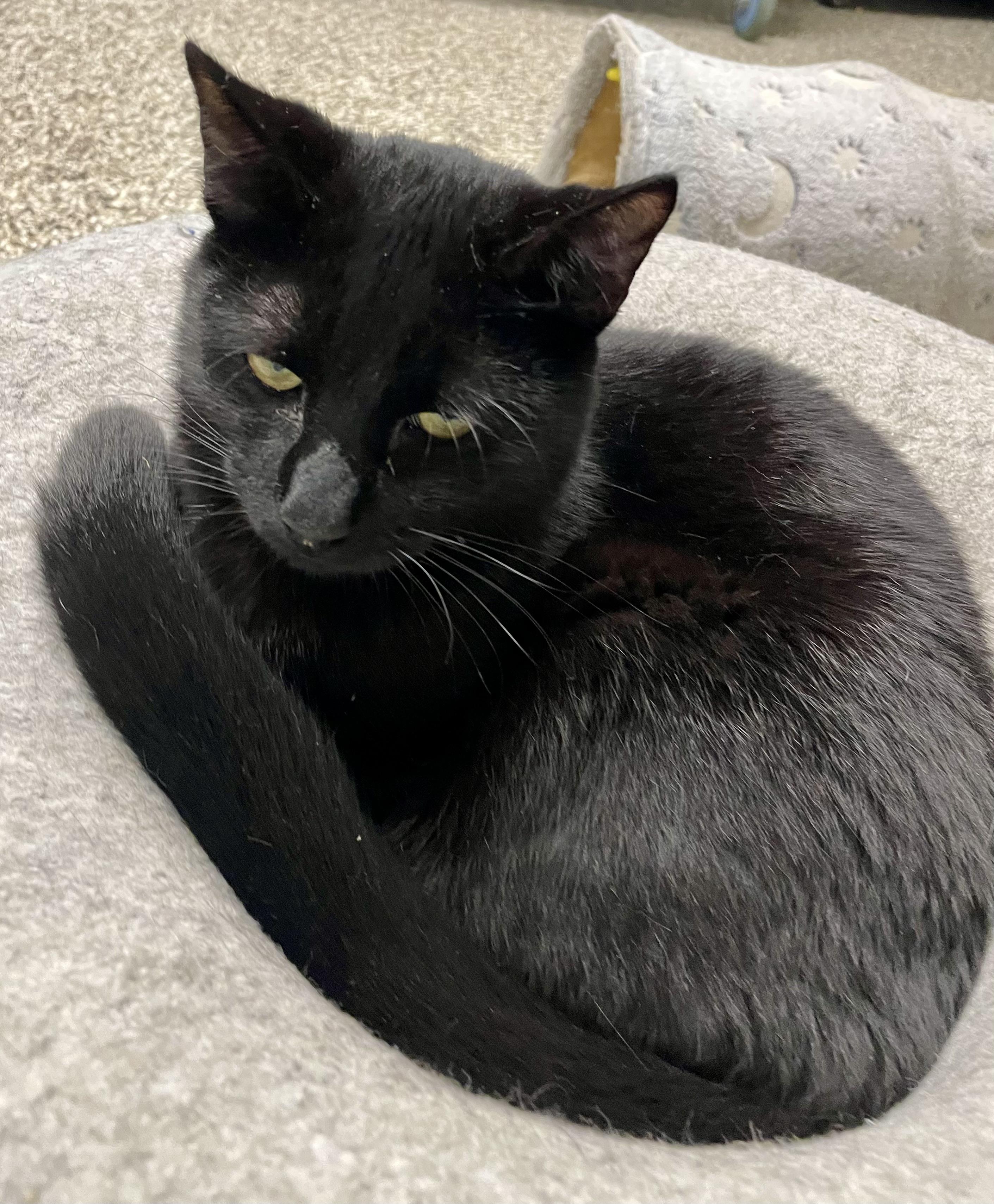 Liam, Adoptable, Kitten Female Domestic Short Hair.