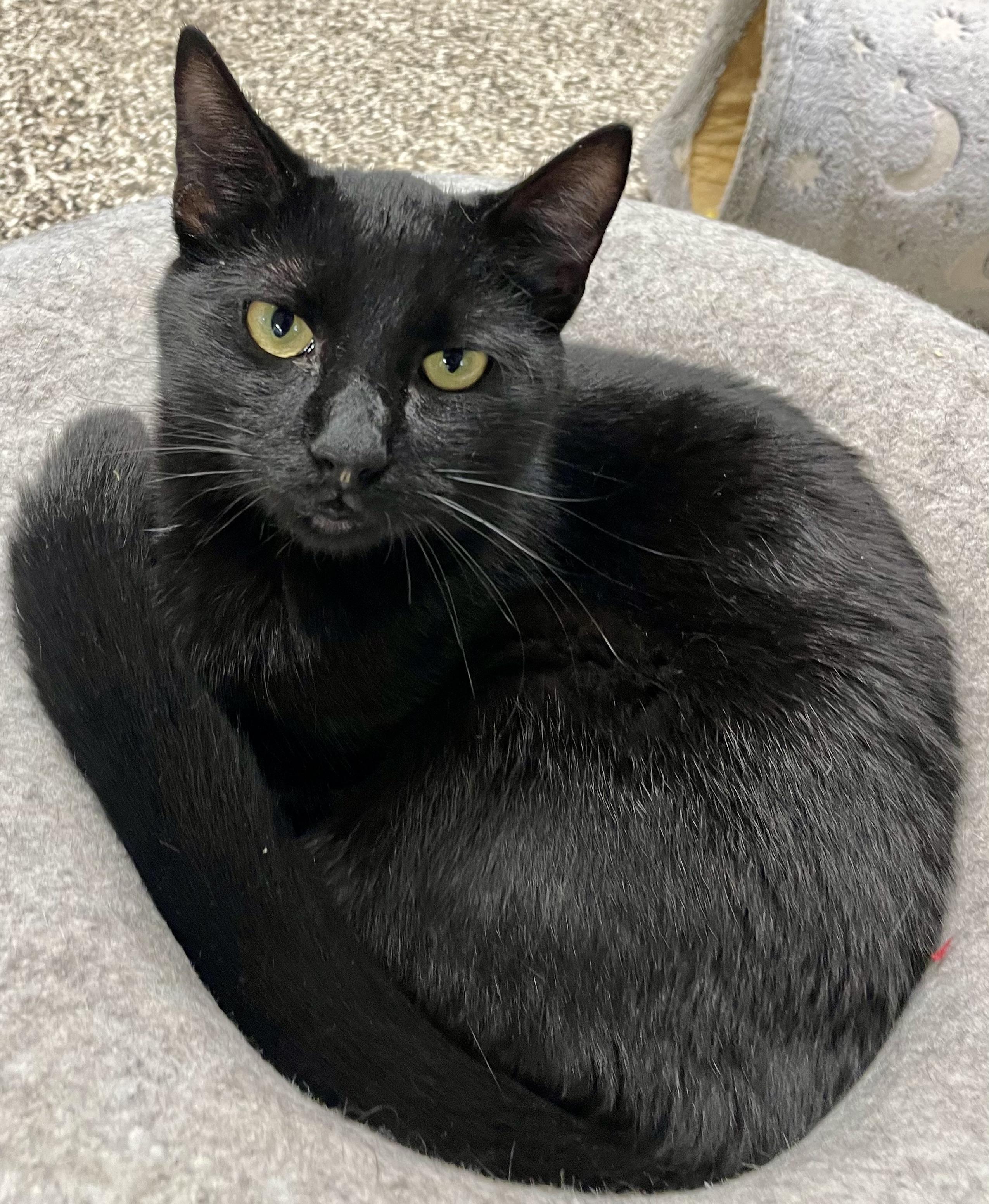 Liam, a Adoptable Domestic Short Hair in Fernandina Beach, FL image 2/3