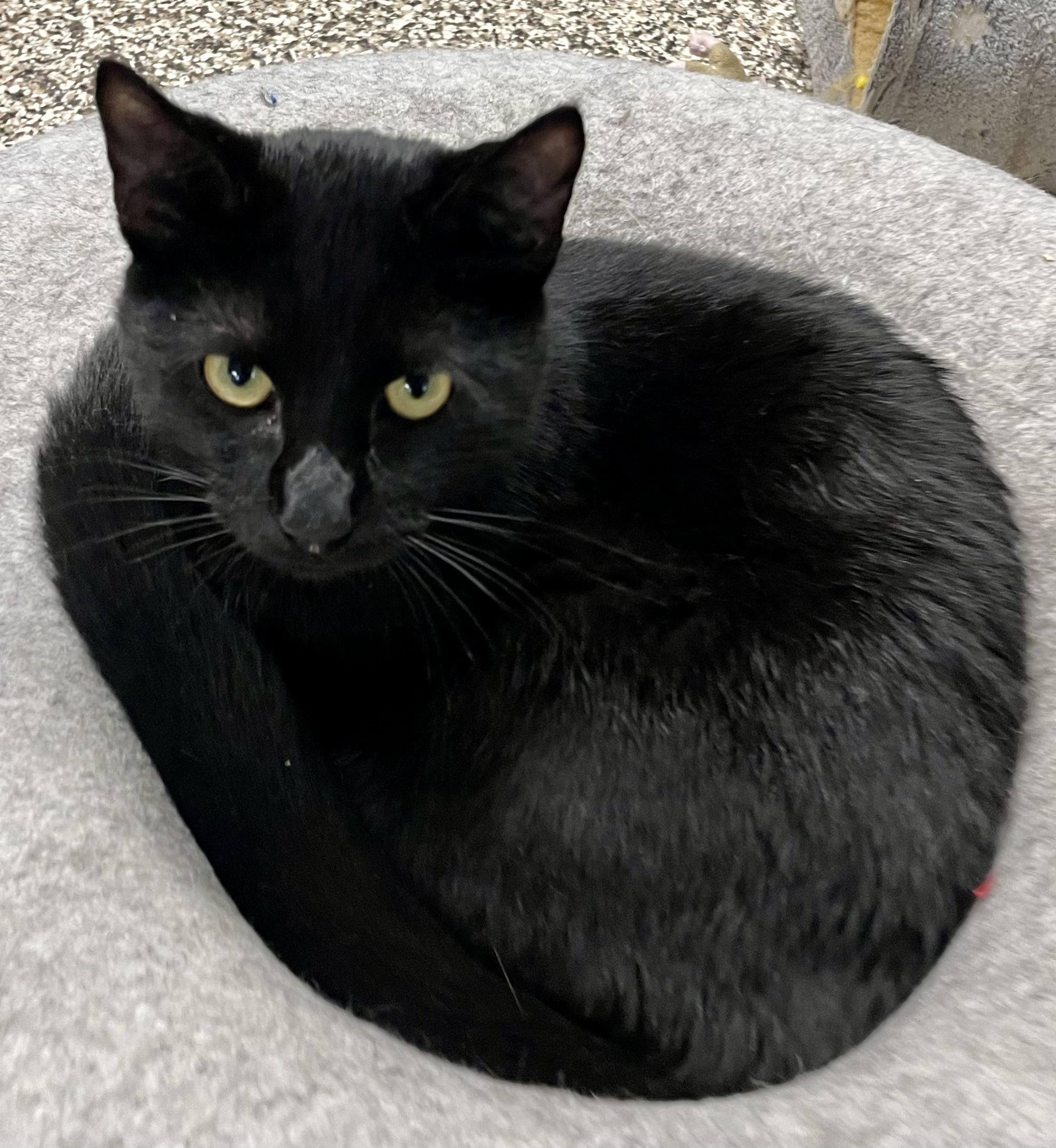 Liam, Adoptable, Kitten Male Domestic Short Hair.