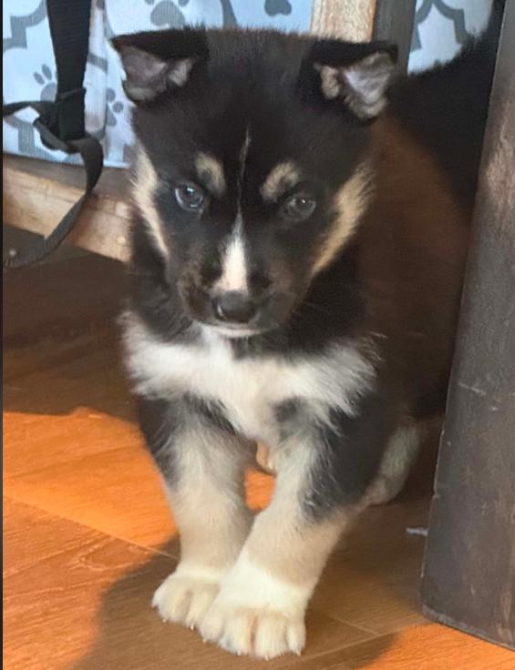 Brooks, an adopted mixed breed in Eutawville, SC image 2/3