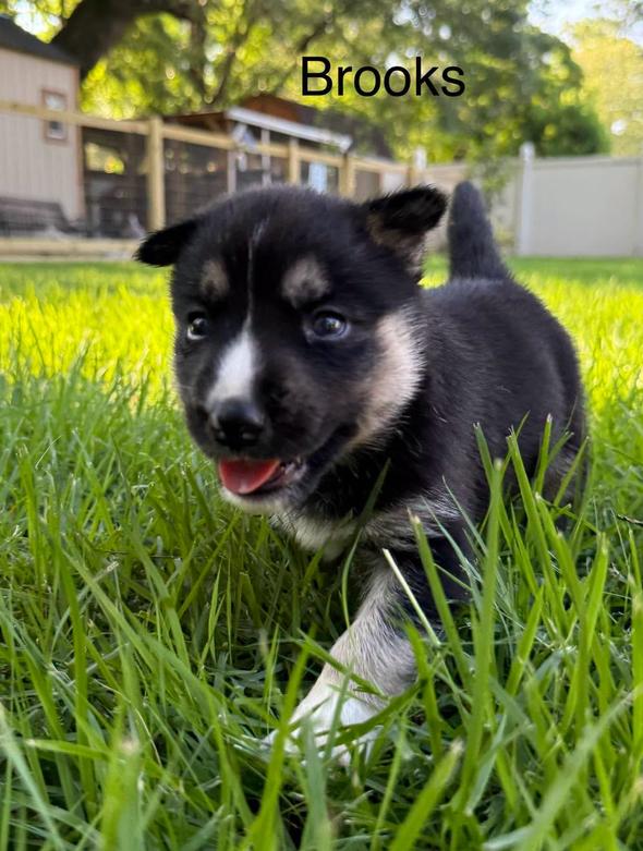Brooks, an adopted mixed breed in Eutawville, SC image 3/3