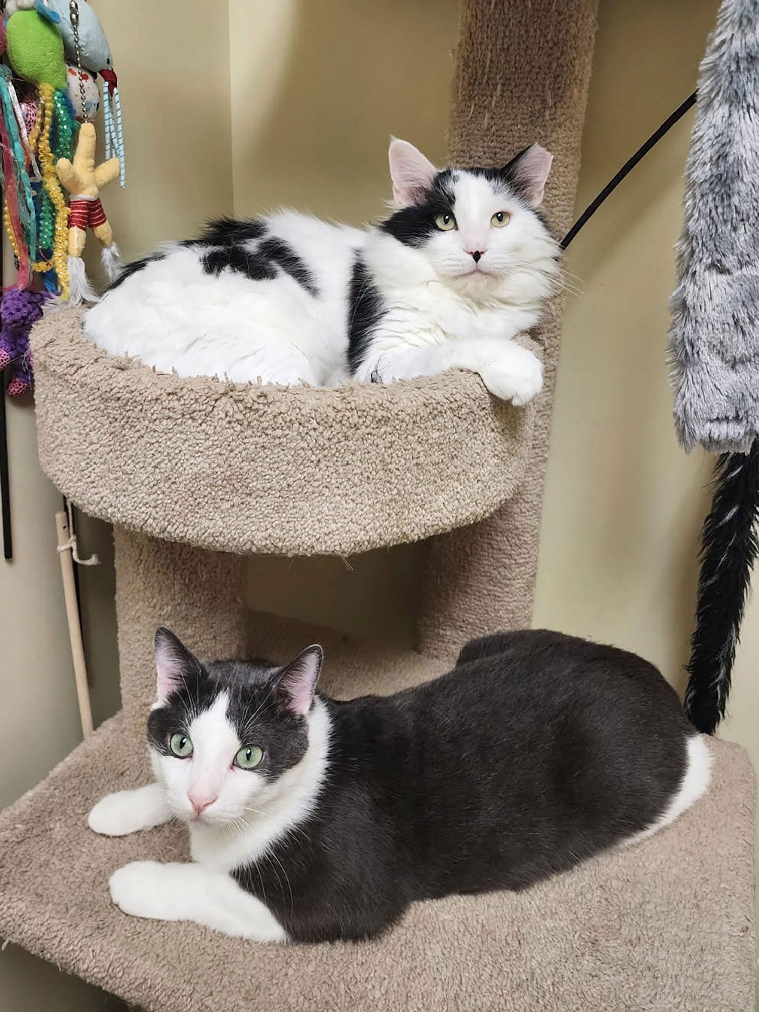 Joel, Adoptable, Adult Male Domestic Short Hair.