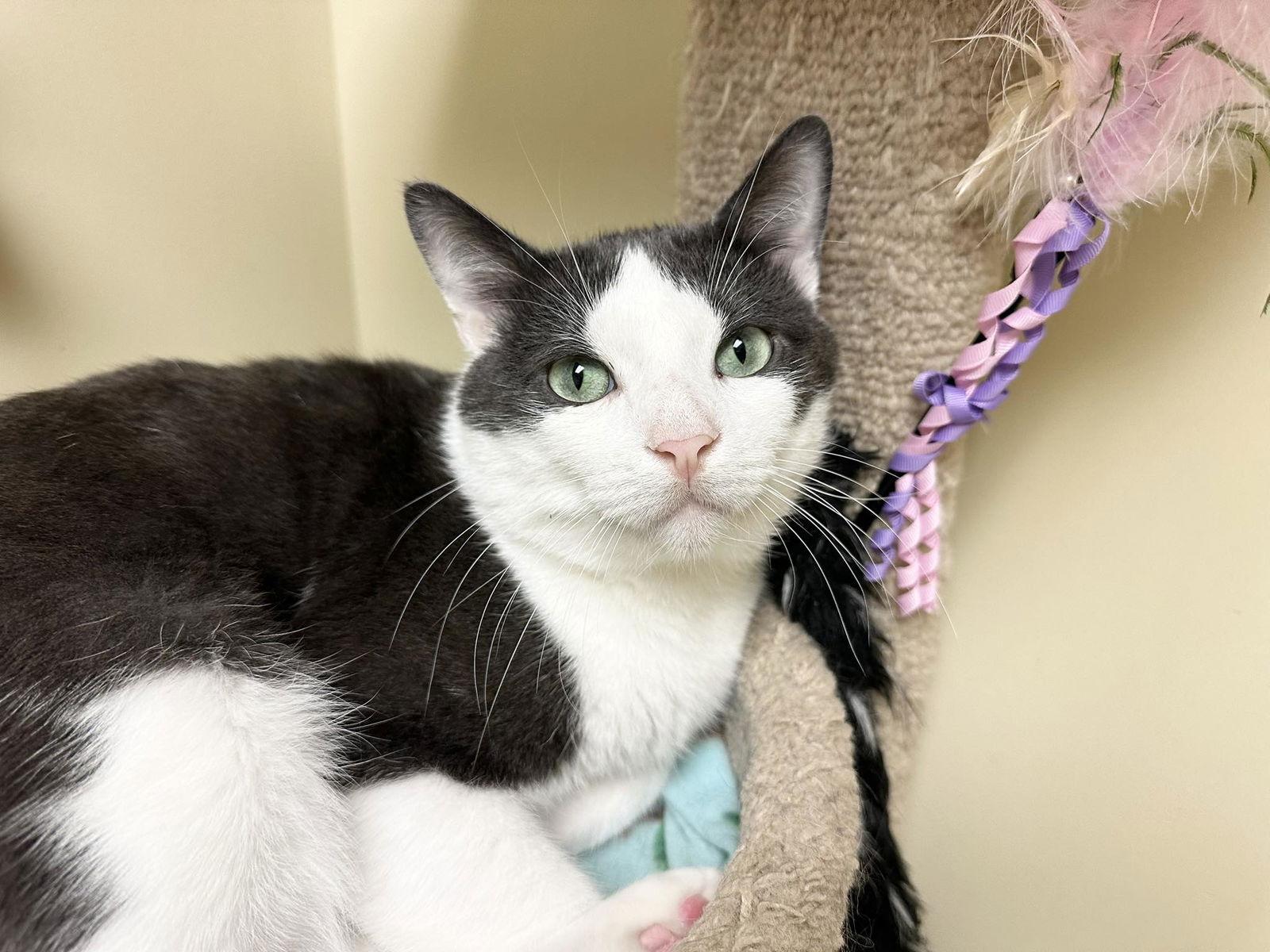 Enlarge Joel, a Adoptable Domestic Short Hair in Mission Viejo, CA image 2/3