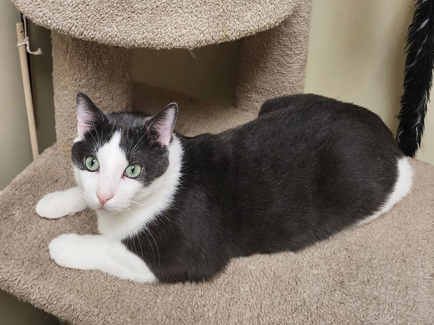 Enlarge Joel, a Adoptable Domestic Short Hair in Mission Viejo, CA image 3/3