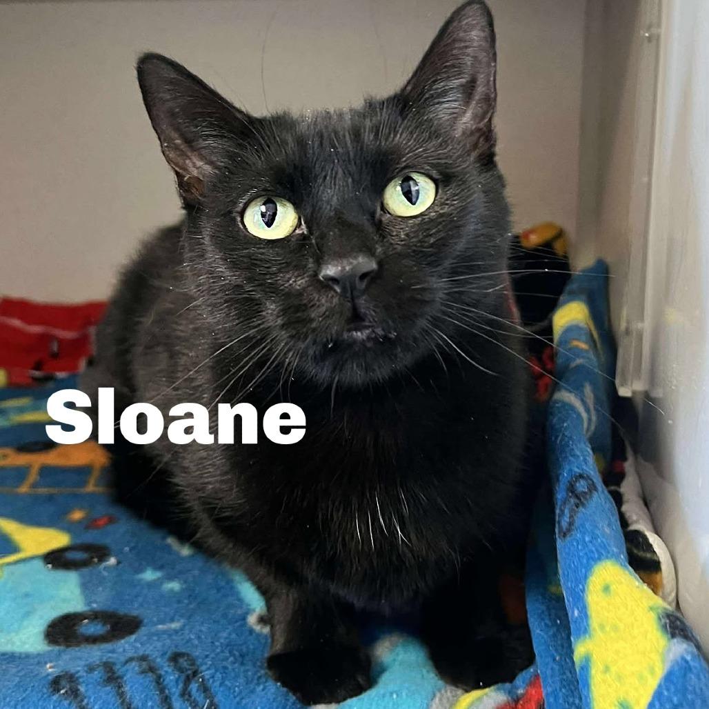 Enlarge Sloane 250644, a Adoptable Domestic Short Hair in Escanaba, MI image 1/1