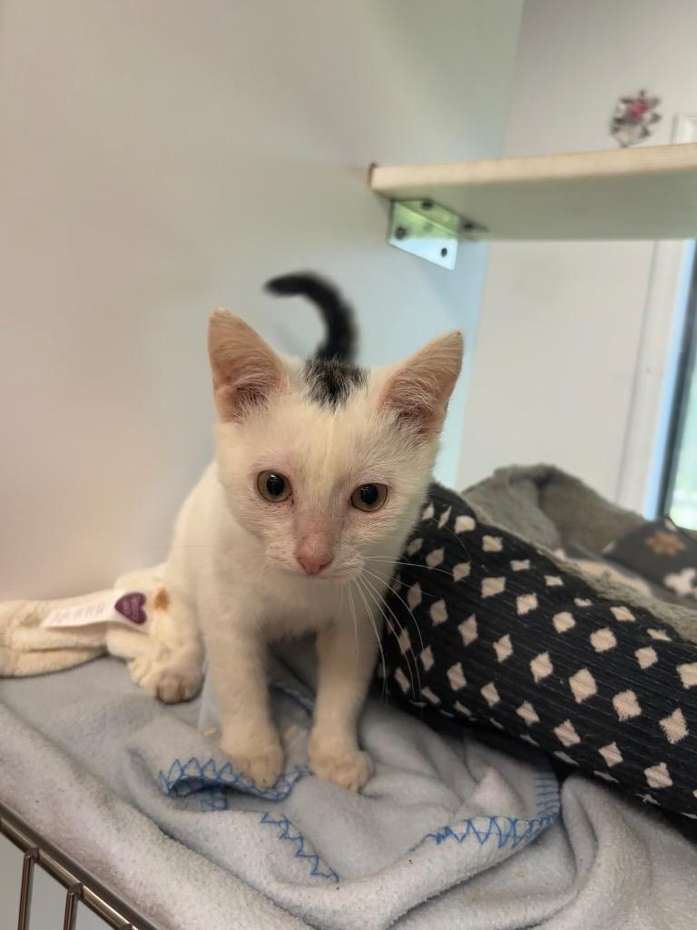 Cola, Adoptable, Kitten Male Domestic Short Hair.