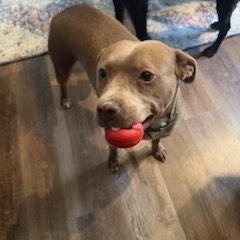 Enlarge Canela, a Adoptable mixed breed in cumming, GA image 1/2