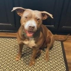 Enlarge Canela, a Adoptable mixed breed in cumming, GA image 2/2
