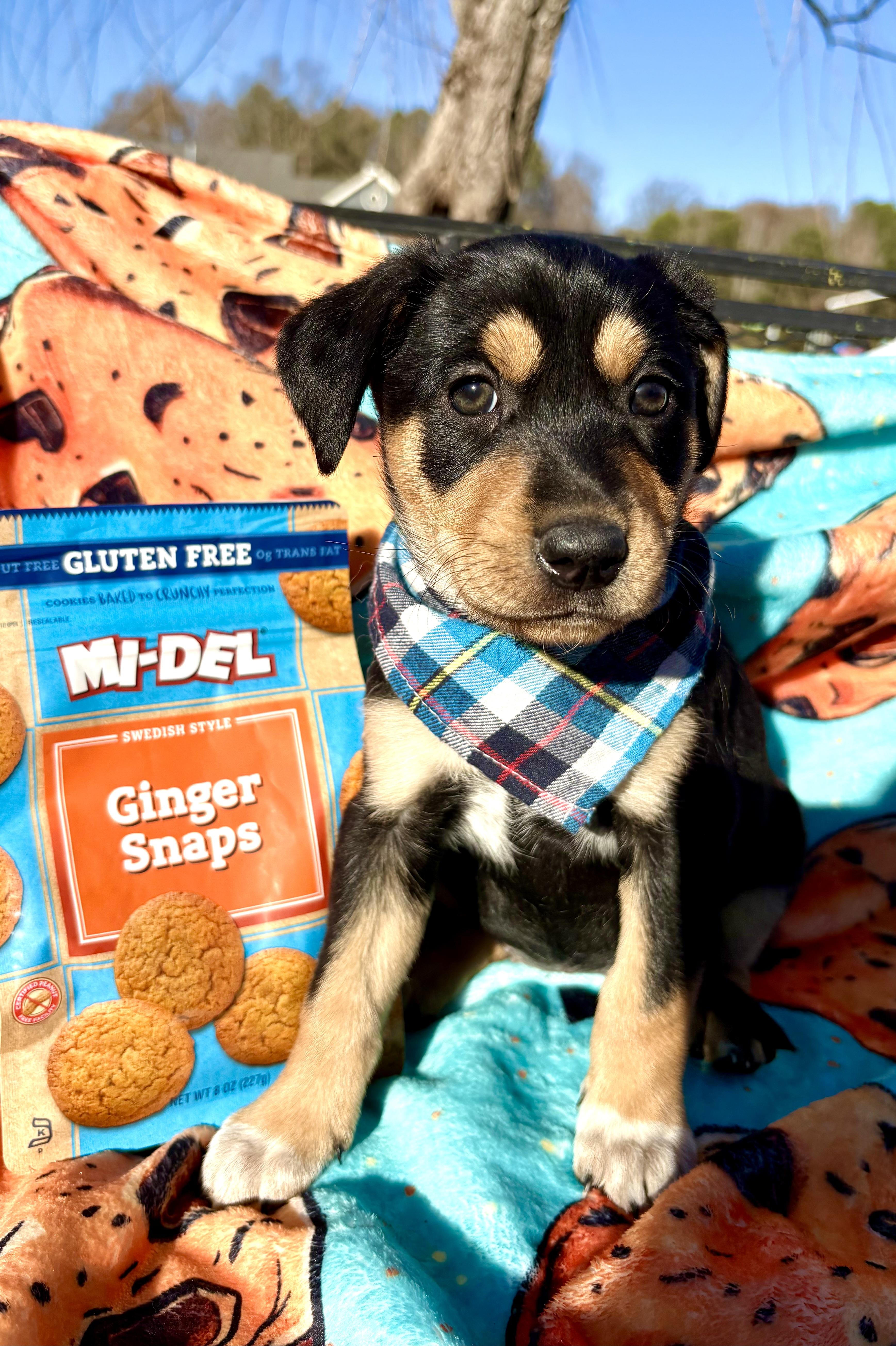 Enlarge Ginger Snap, a Adoptable mixed breed in Pittsboro, NC image 2/3