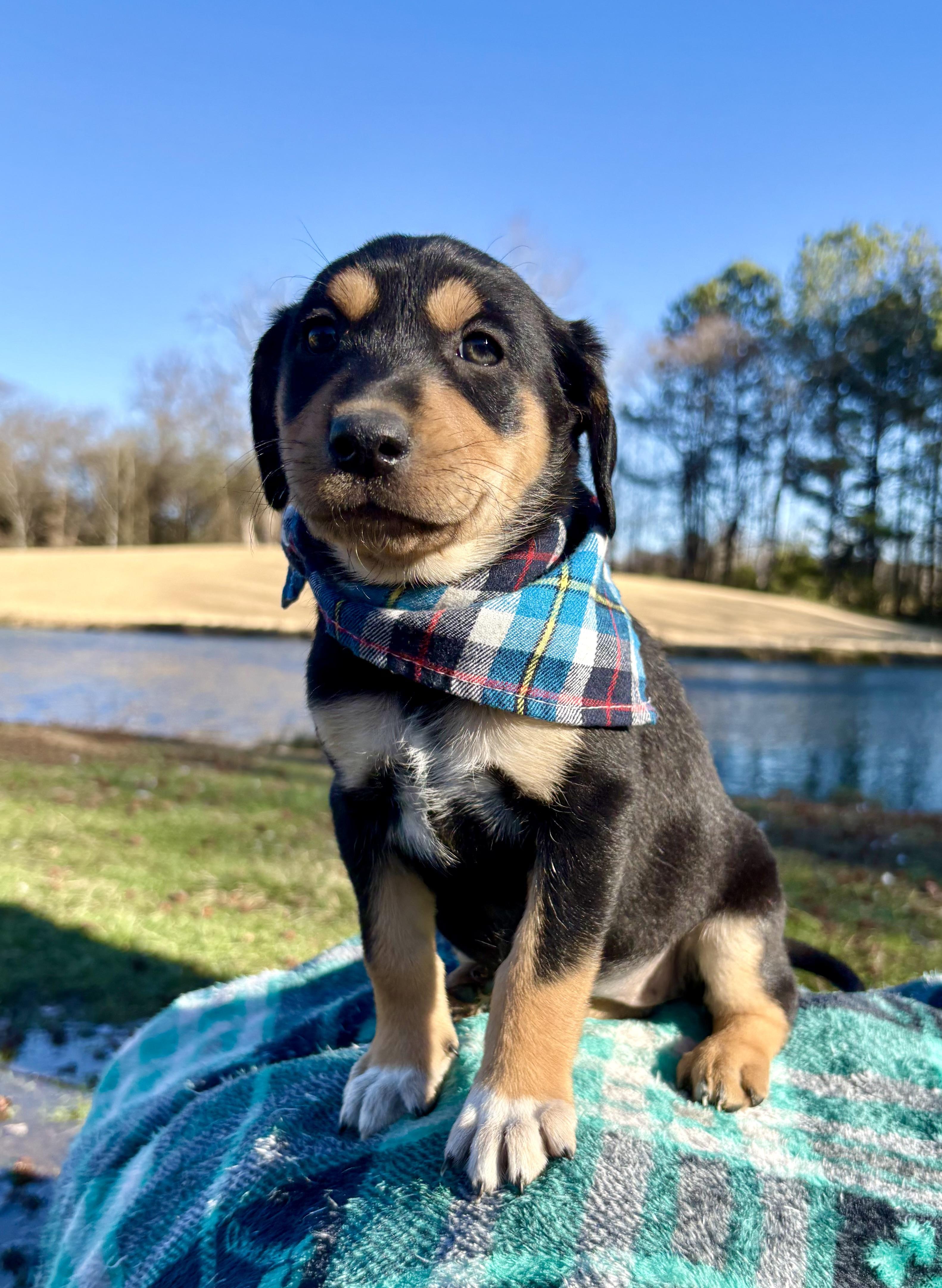 Enlarge Ginger Snap, a Adoptable mixed breed in Pittsboro, NC image 1/3