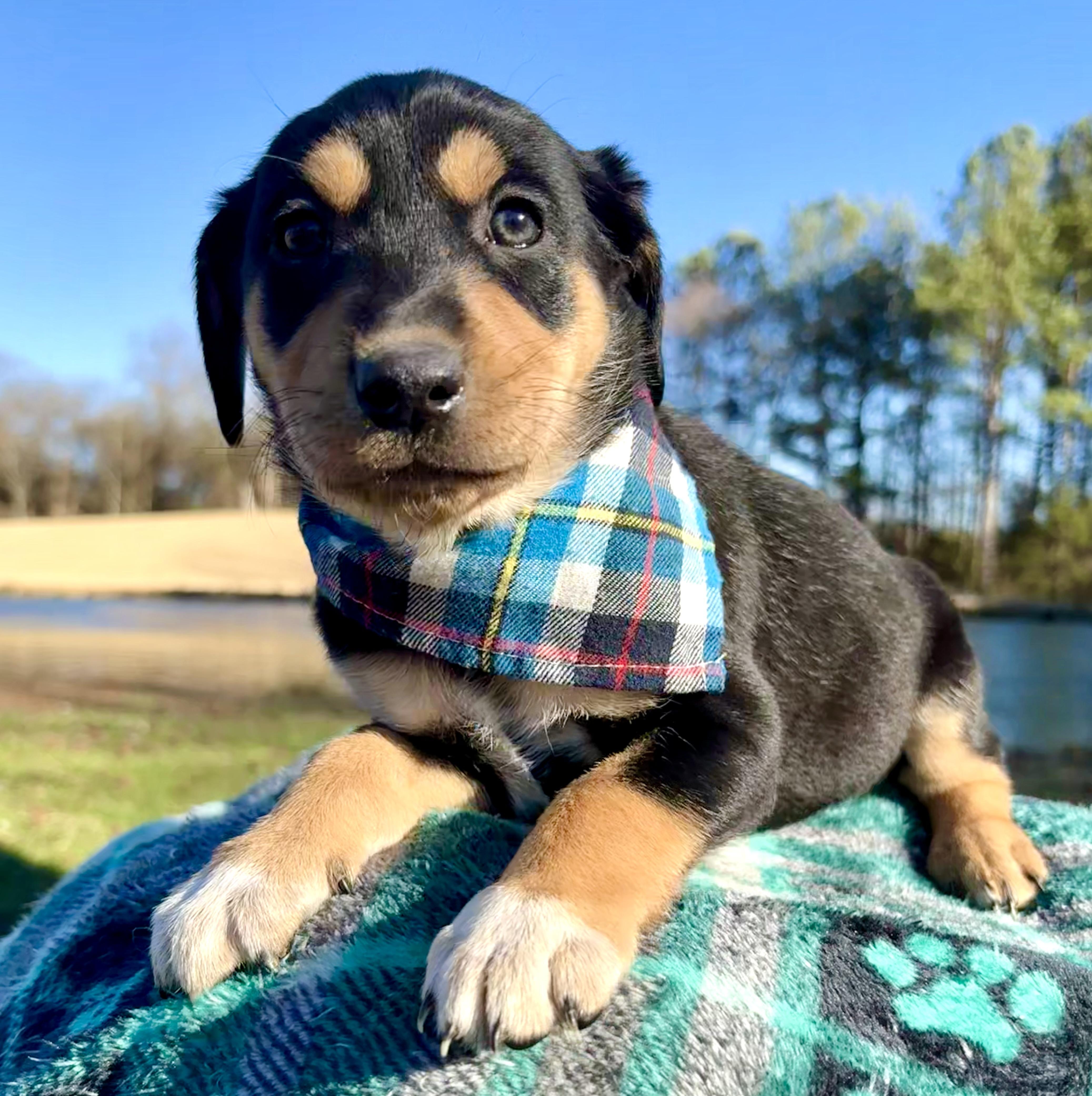 Enlarge Ginger Snap, a Adoptable mixed breed in Pittsboro, NC image 3/3