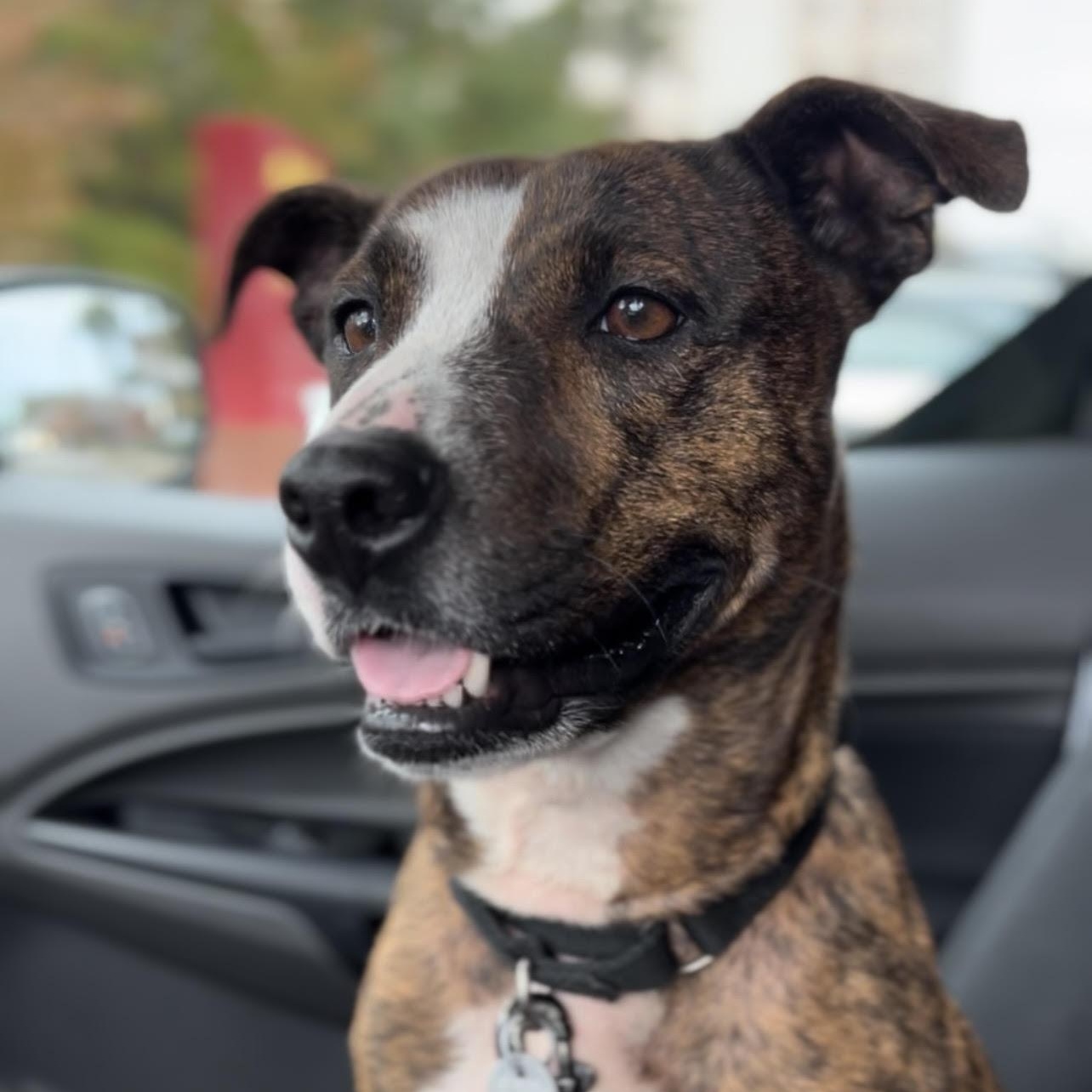 Goldie, an adoptable Mixed Breed in Charleston, SC image 2/4
