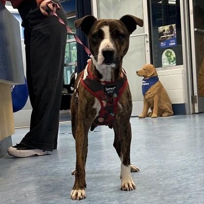 Enlarge Goldie, an adoptable Mixed Breed in Charleston, SC image 3/3